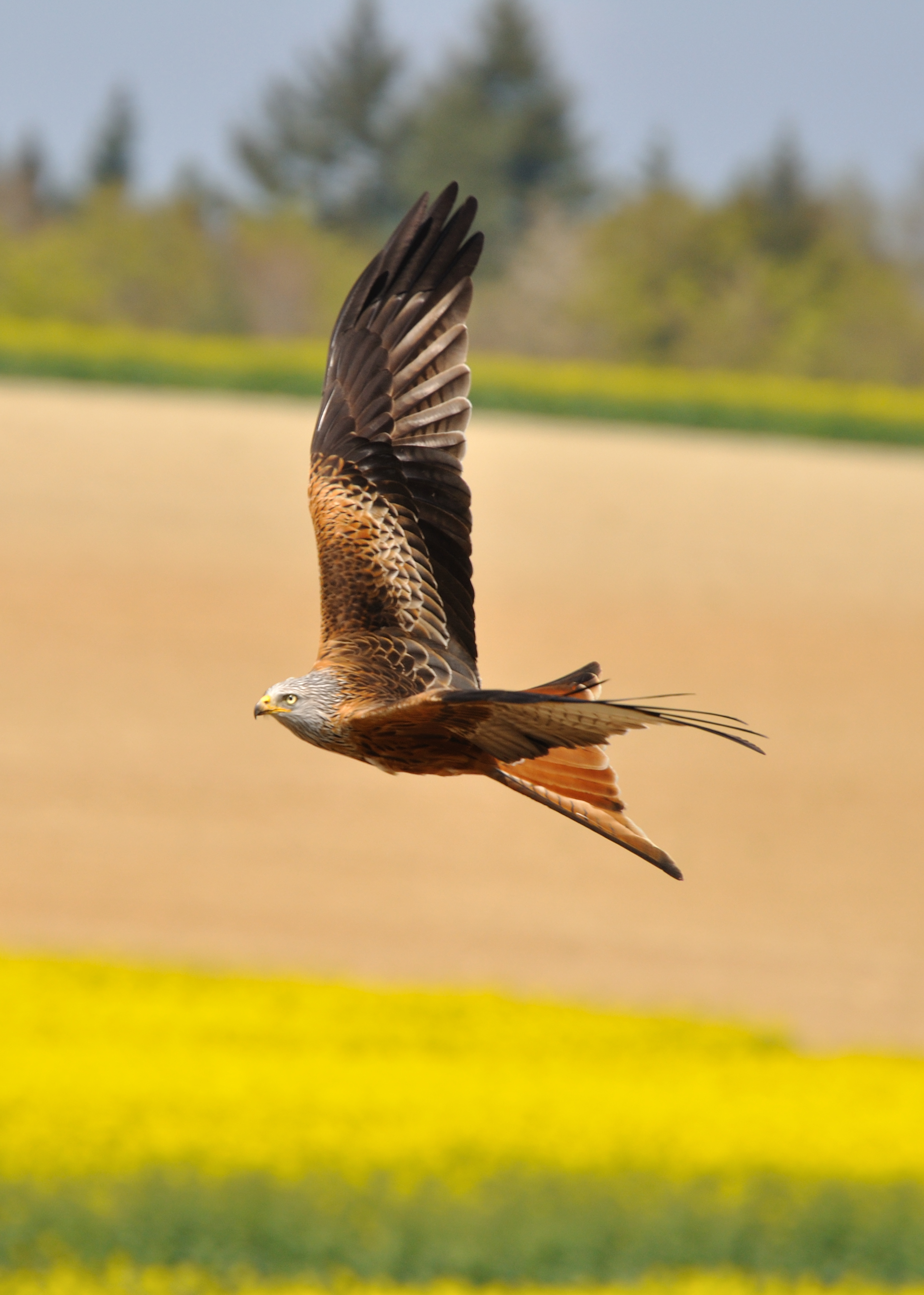 Milvus milvus (2011-04-17 Switzerland Kanton Schaffhausen Gennersbrunn)