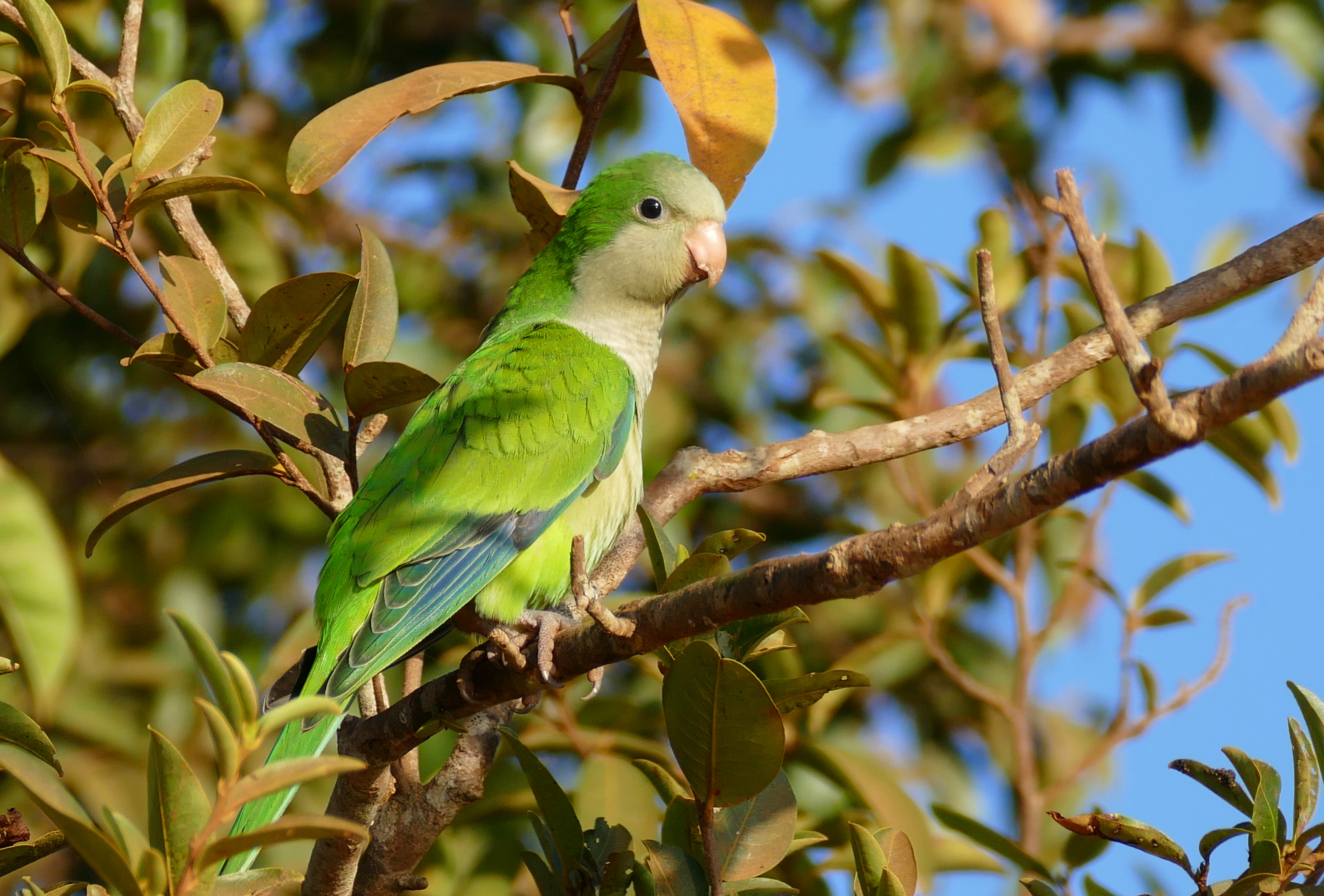 Monk Parakeet (Myiopsitta monachus) (28055658532)