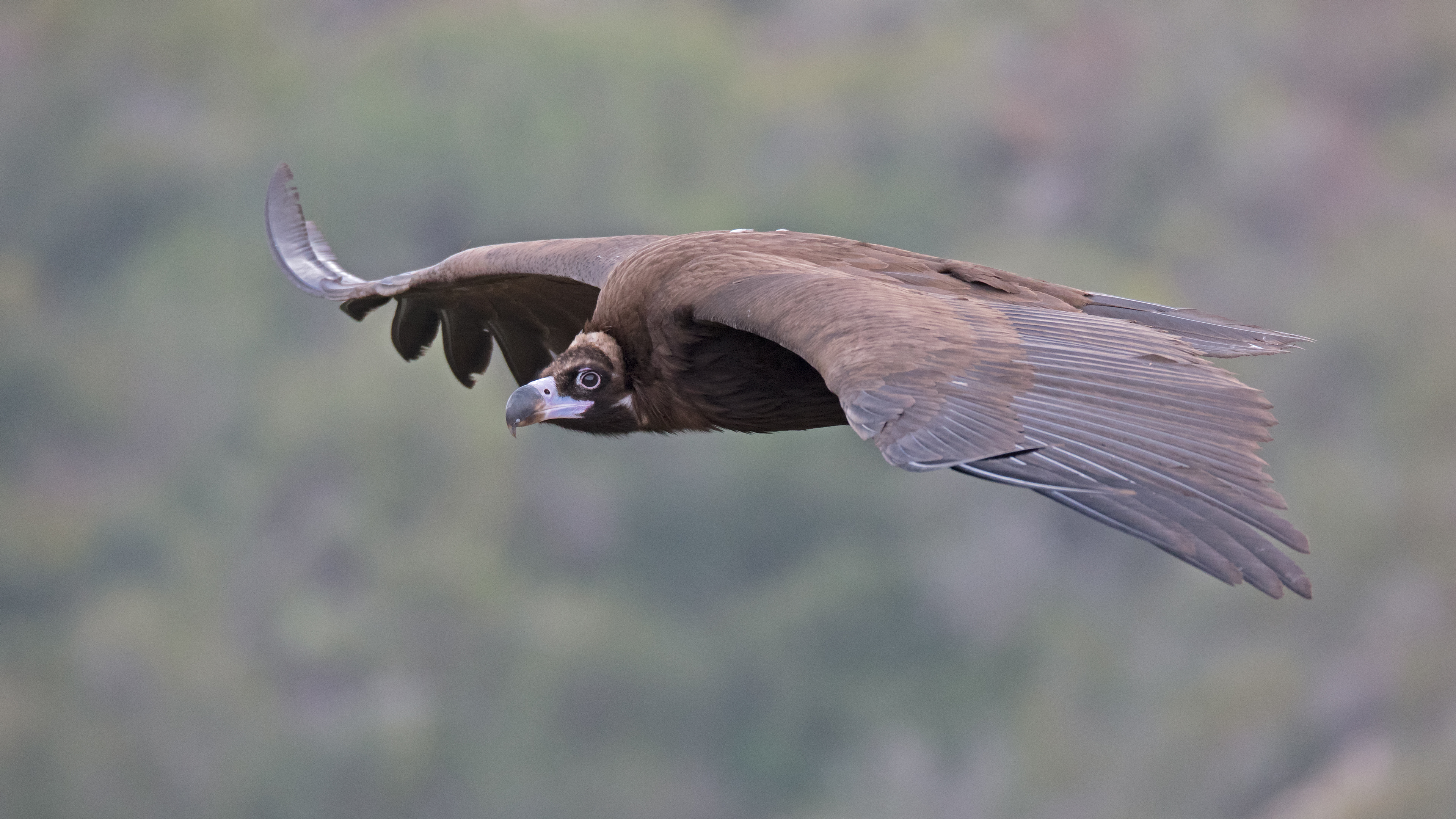 Monk vulture at Carmel