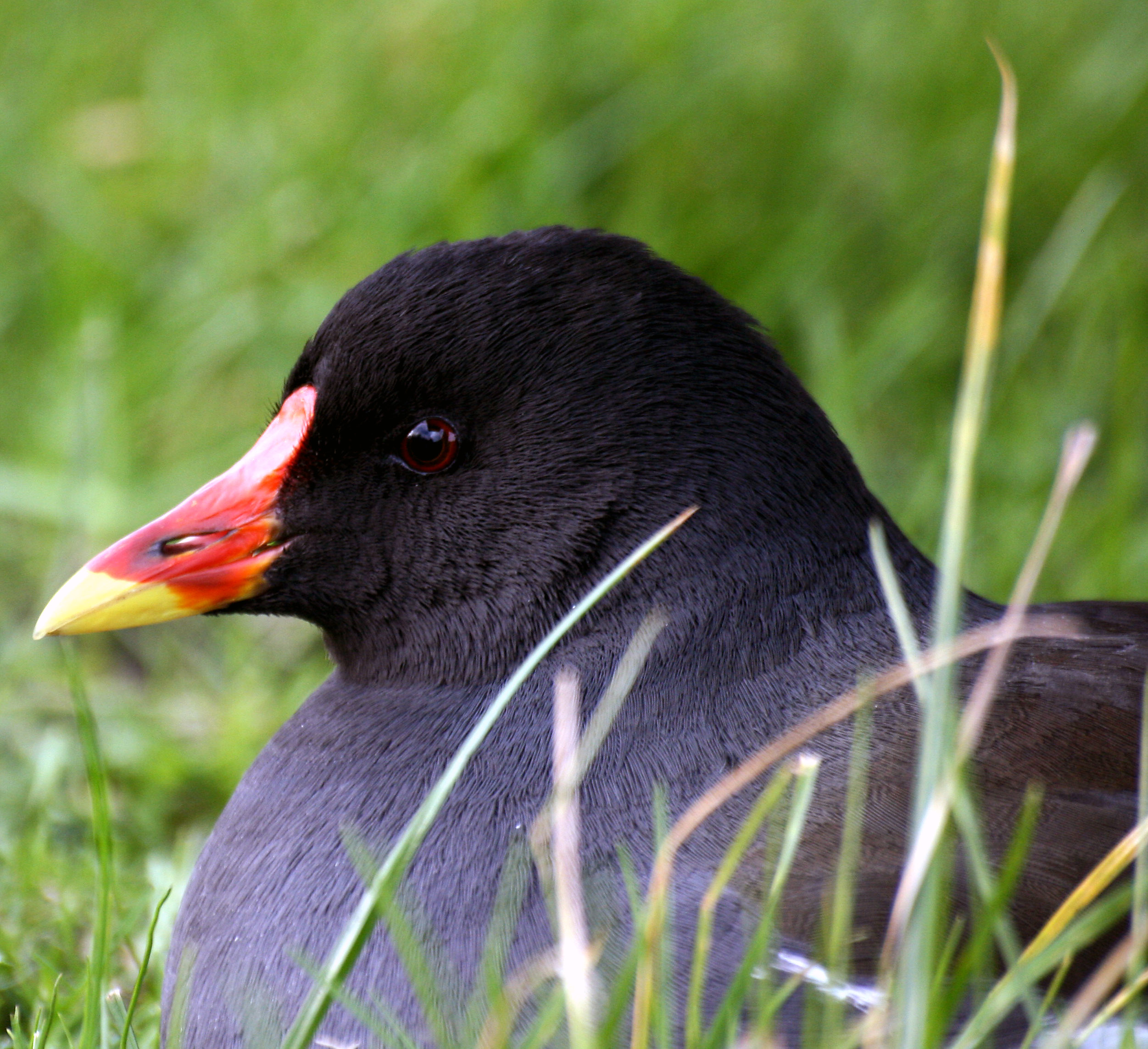 Moorhen head by Keven Law