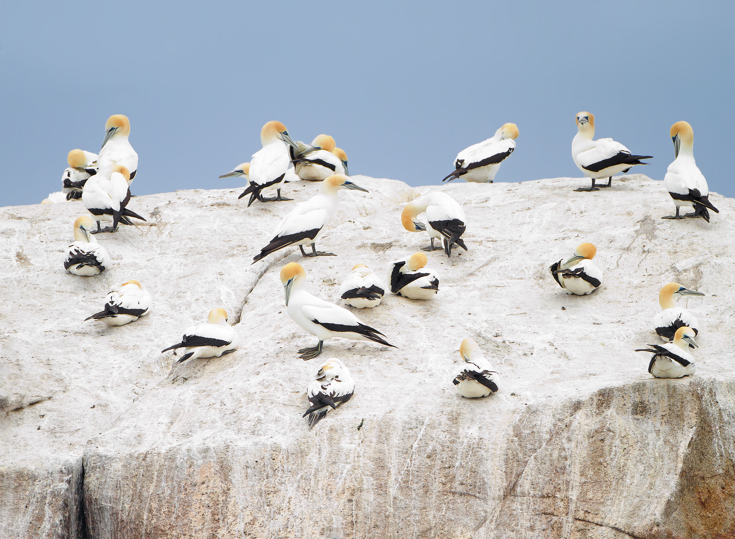 Morus serrator roost - Cheverton Rock
