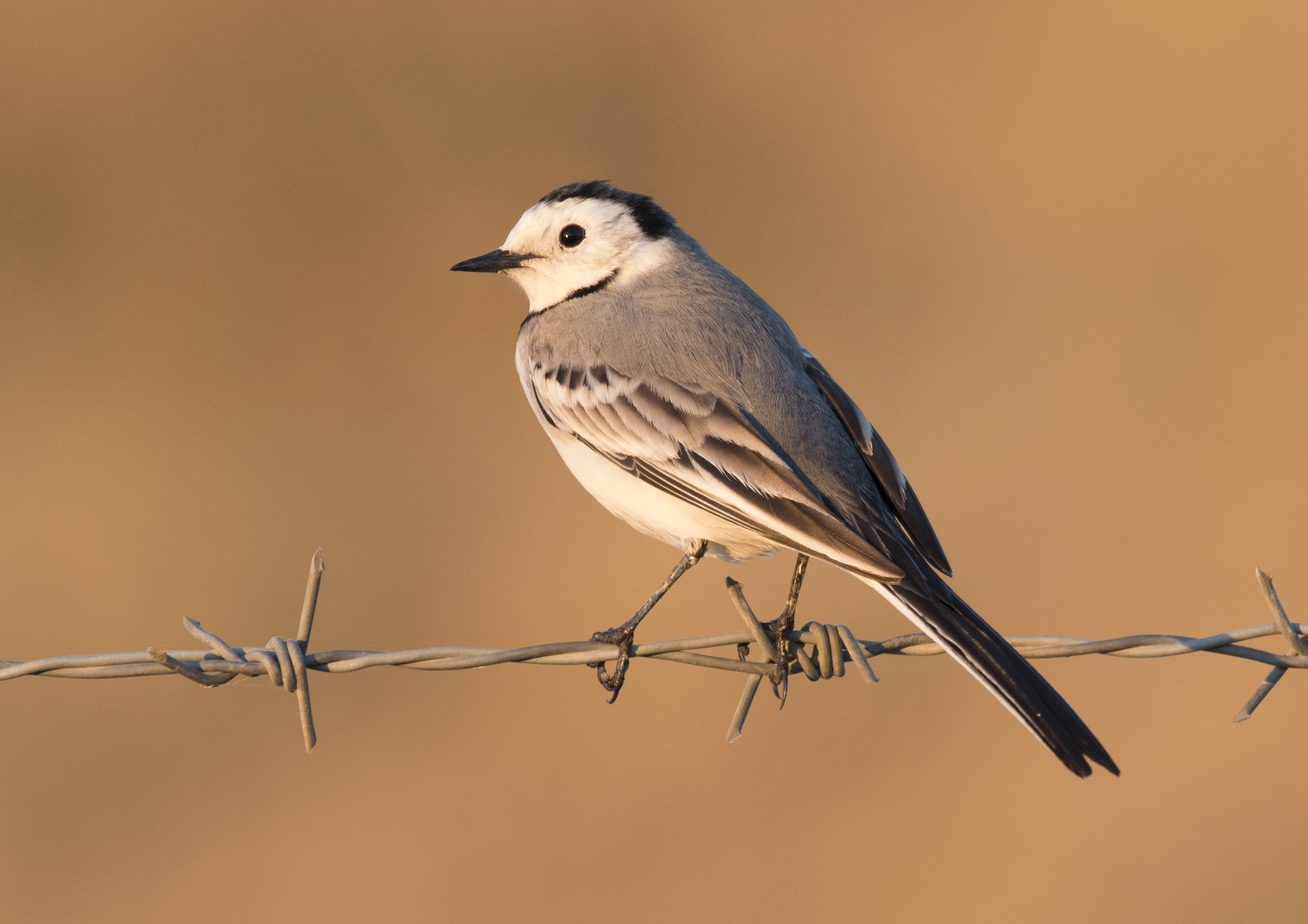 Motacilla alba - White wagtail, Kahramanmaraş 2016-11-18 01-2
