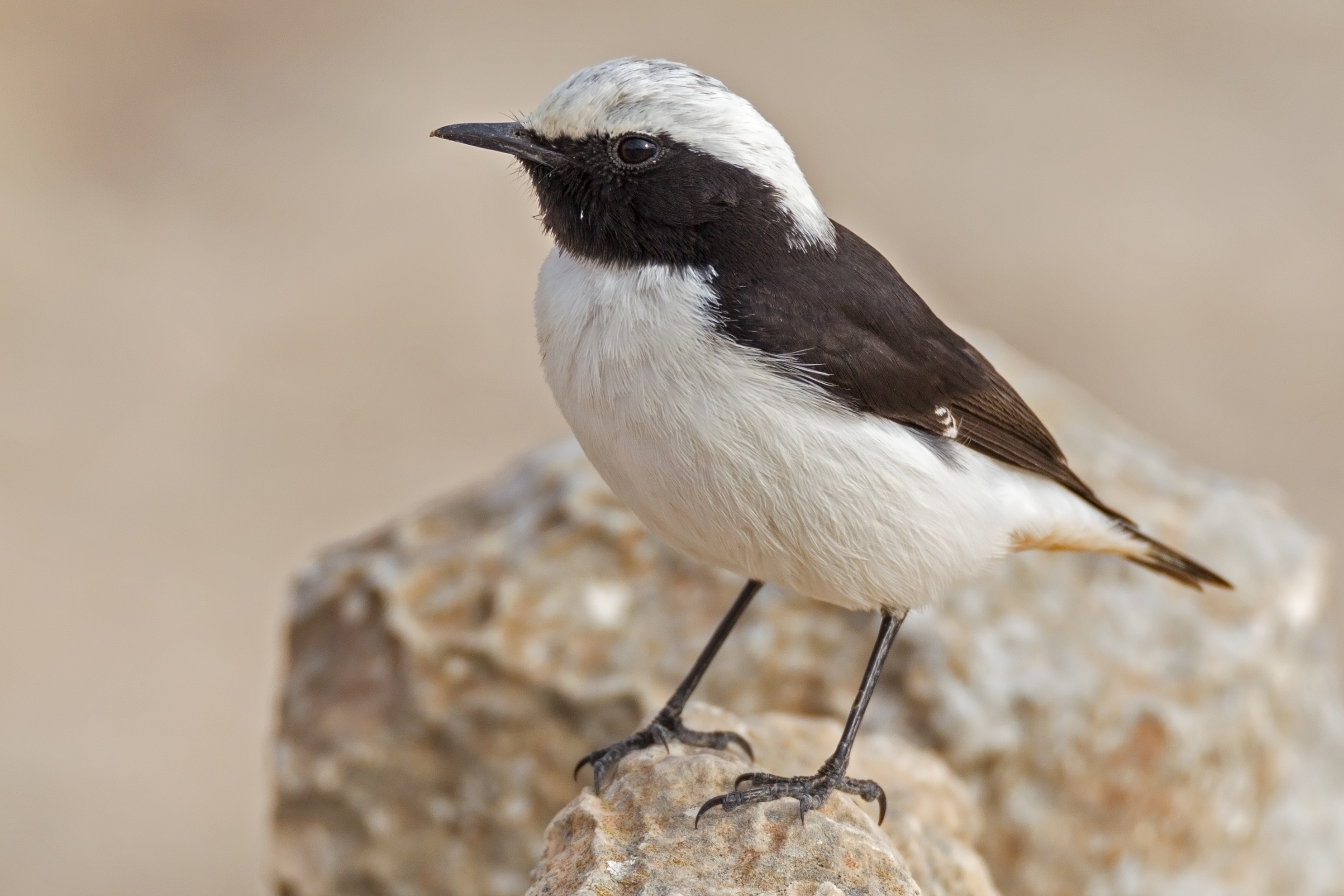 Mourning wheatear