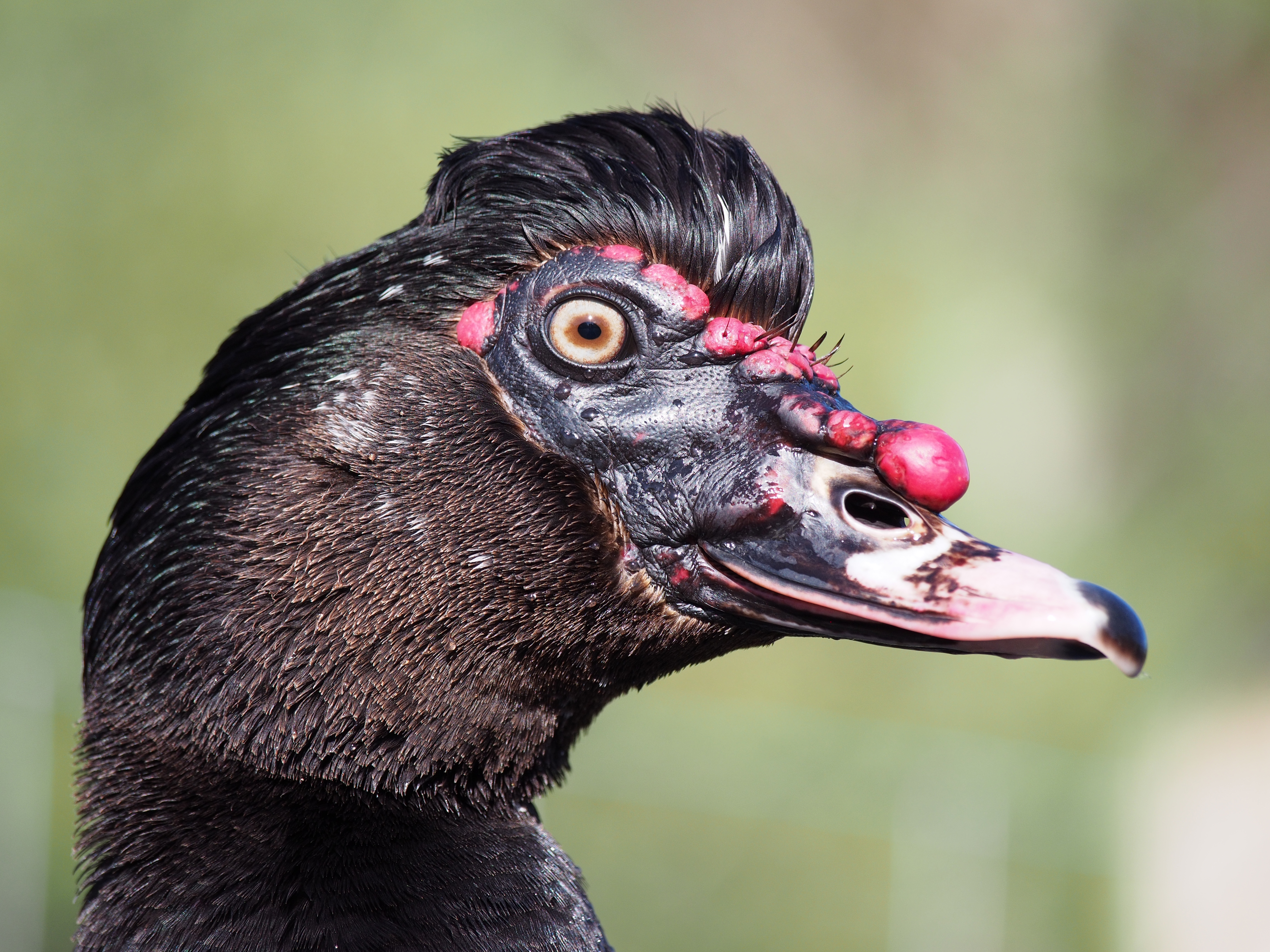 Muscovy duck portrait 1