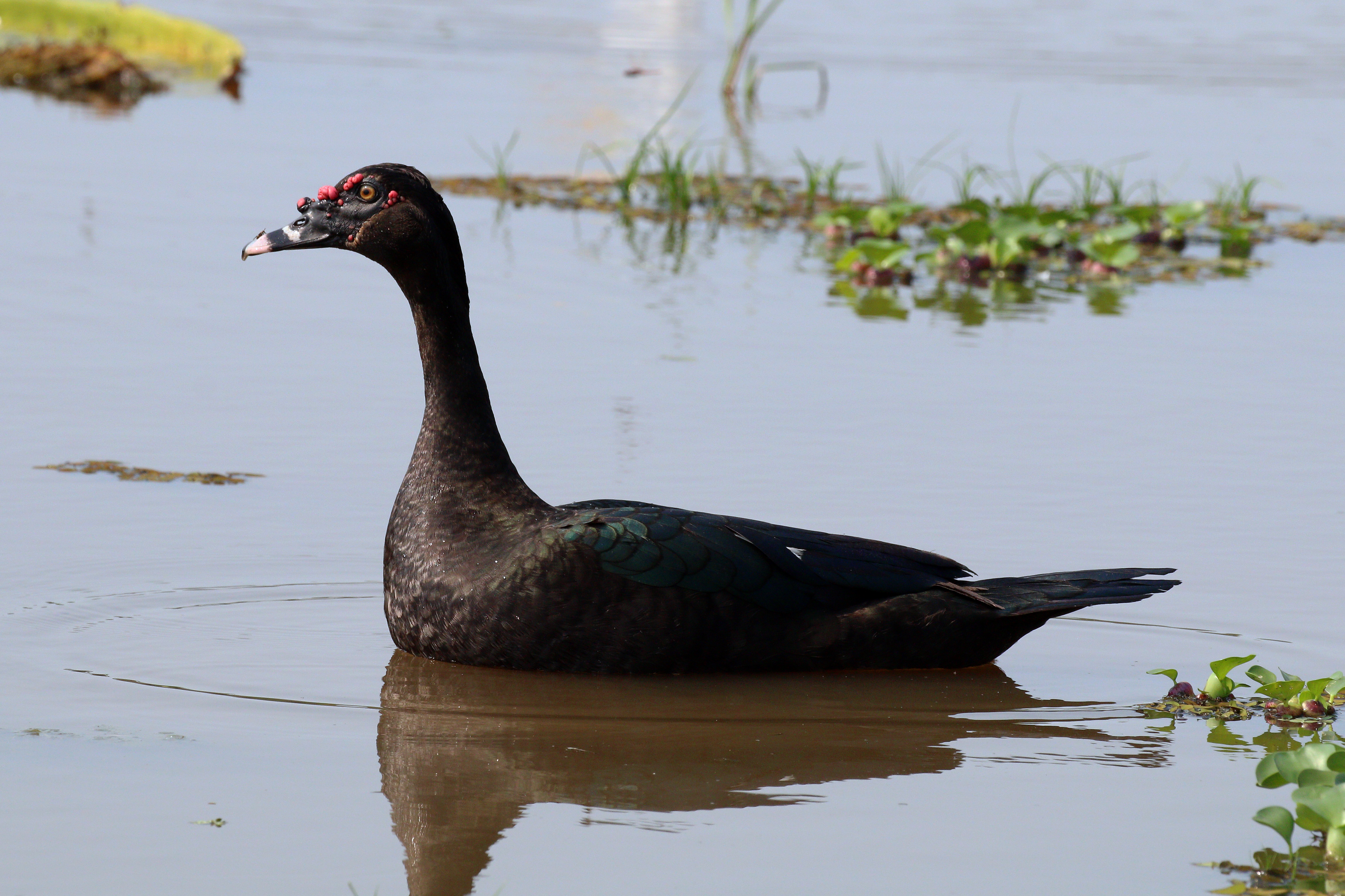 Muskovy duck (Cairina moschata)