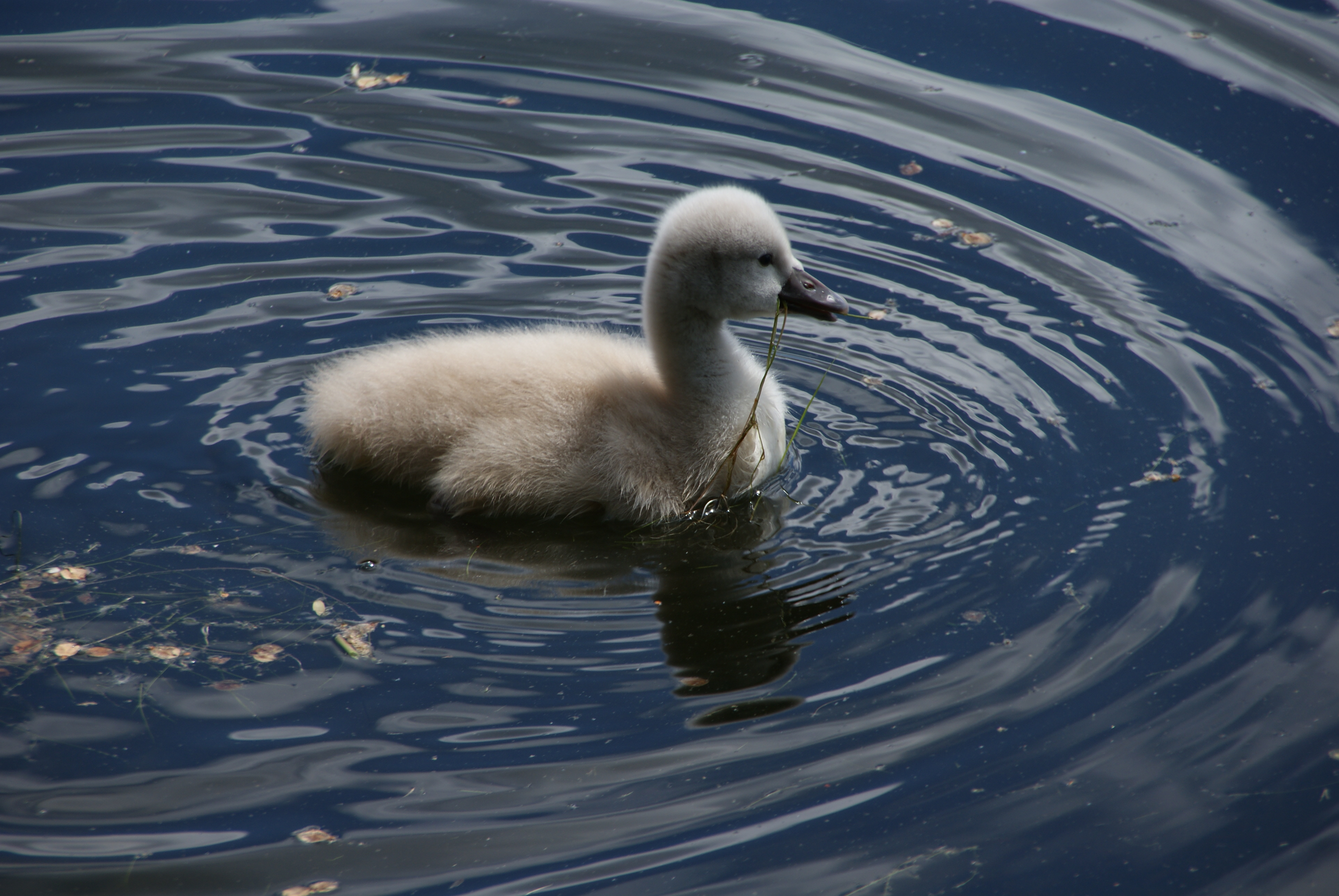 Mute Swan Cygnet Lake Tegel Berlin