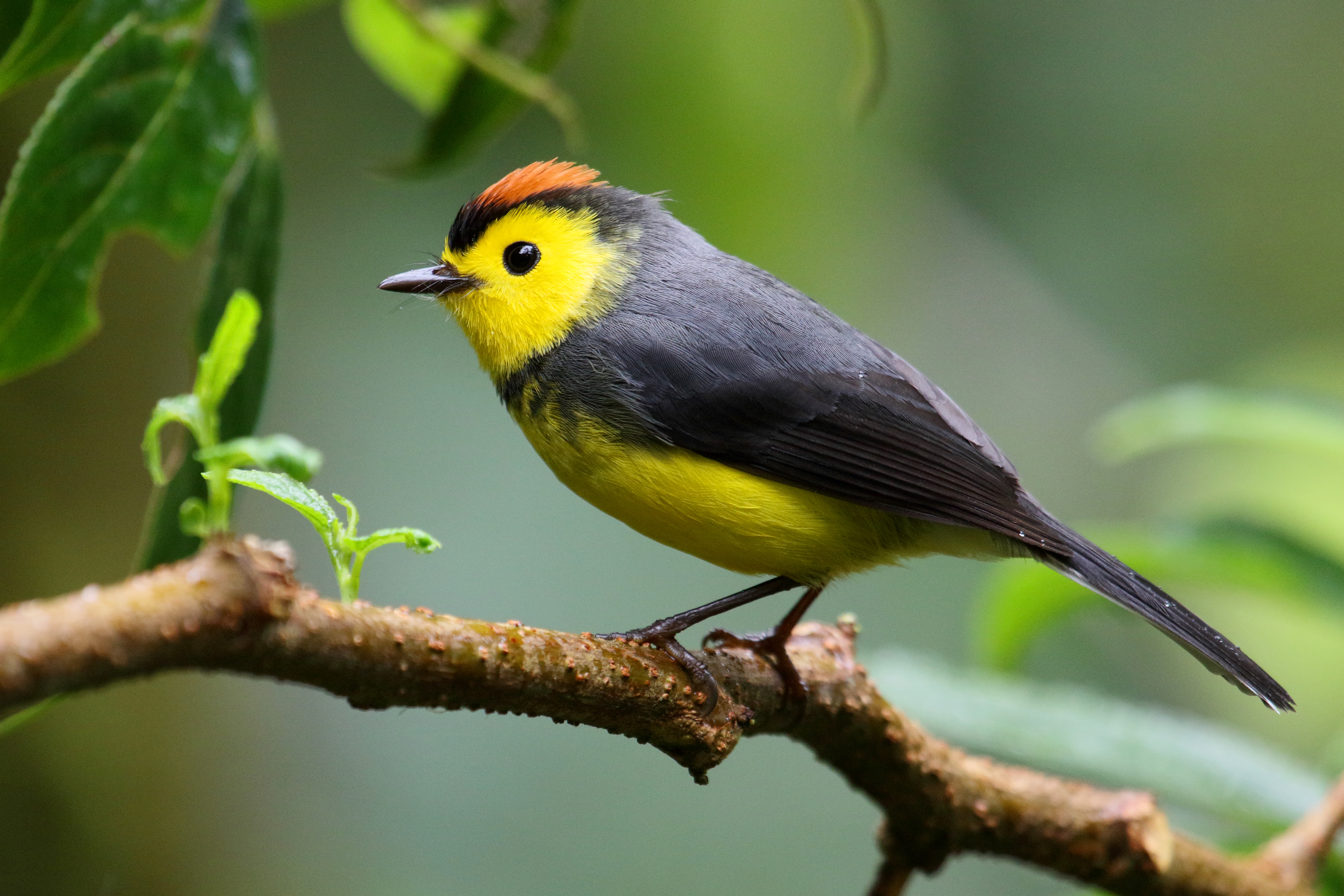 Myioborus torquatus Santa Elena