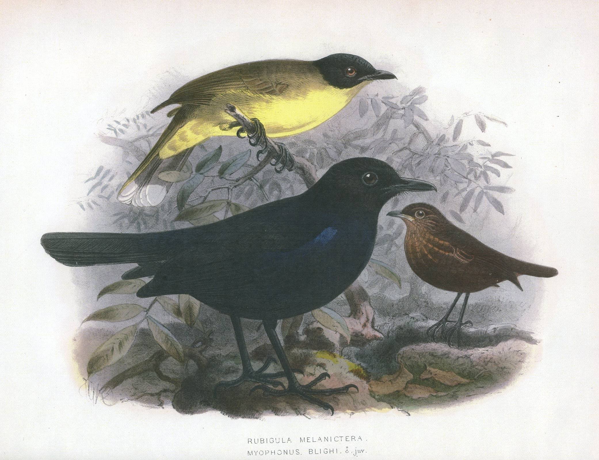 MyophonusBlighiLegge
