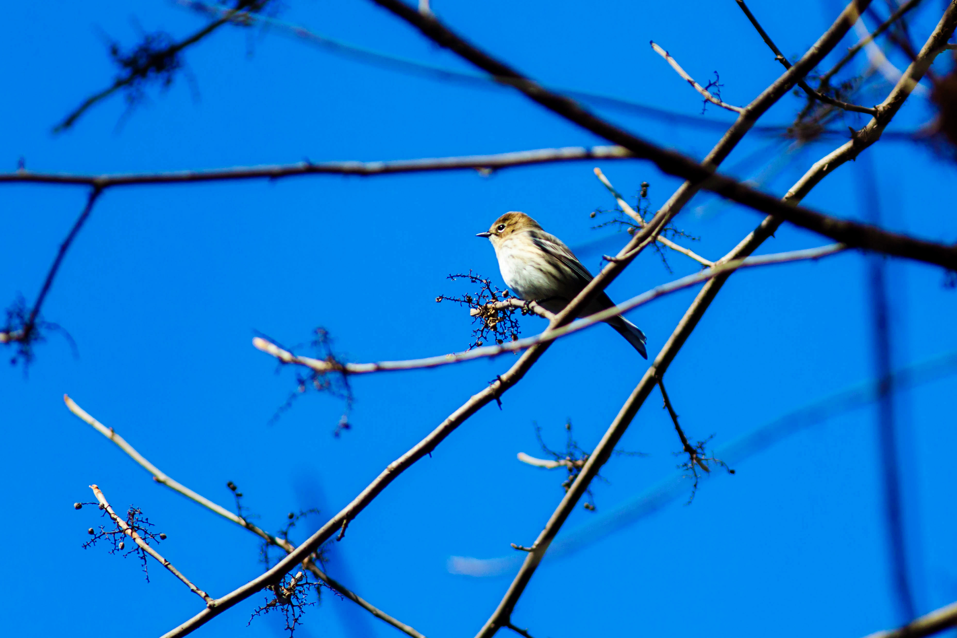Myrtle Warbler (25002276775)