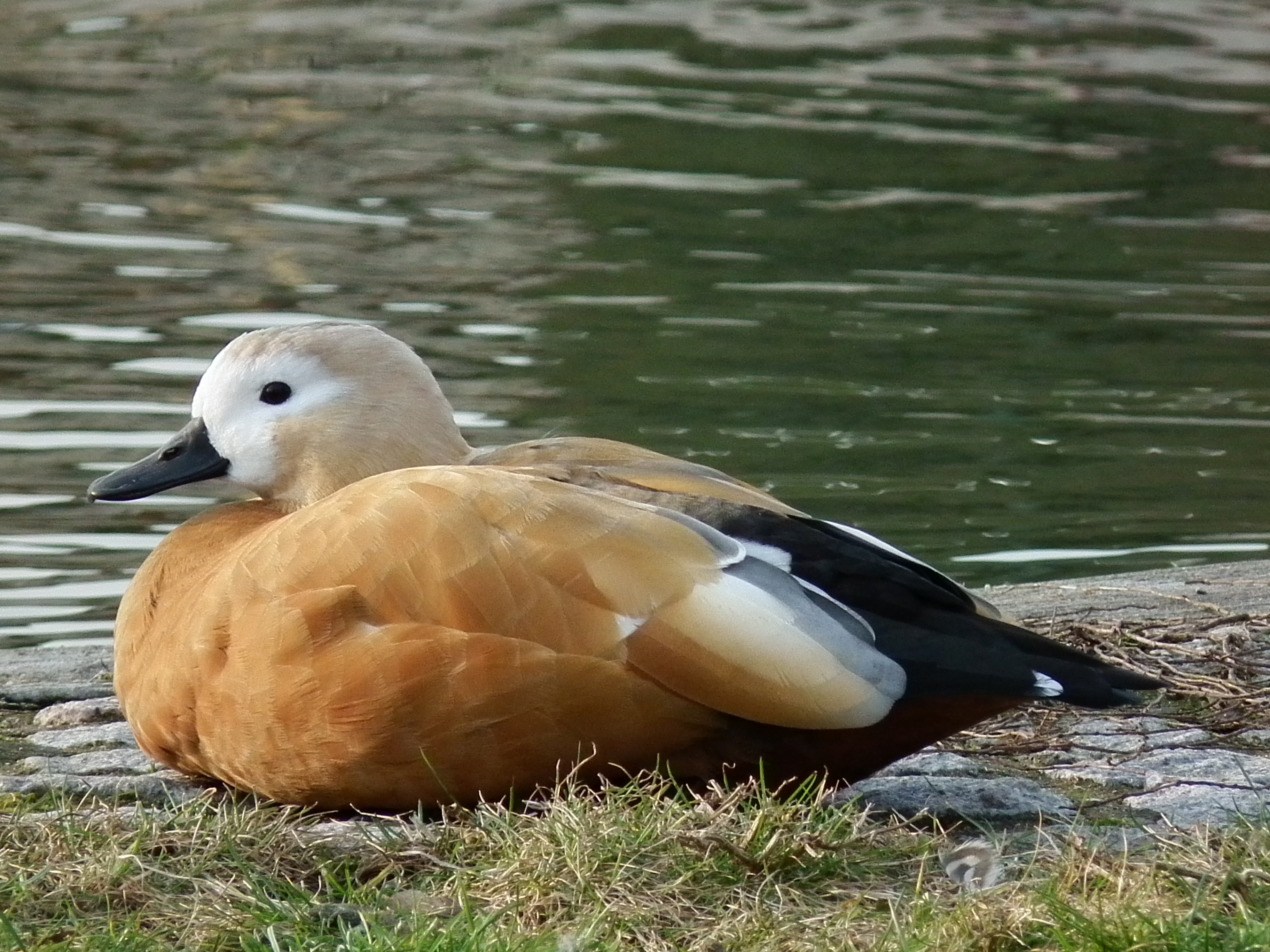 Nahaufnahme Rostgans