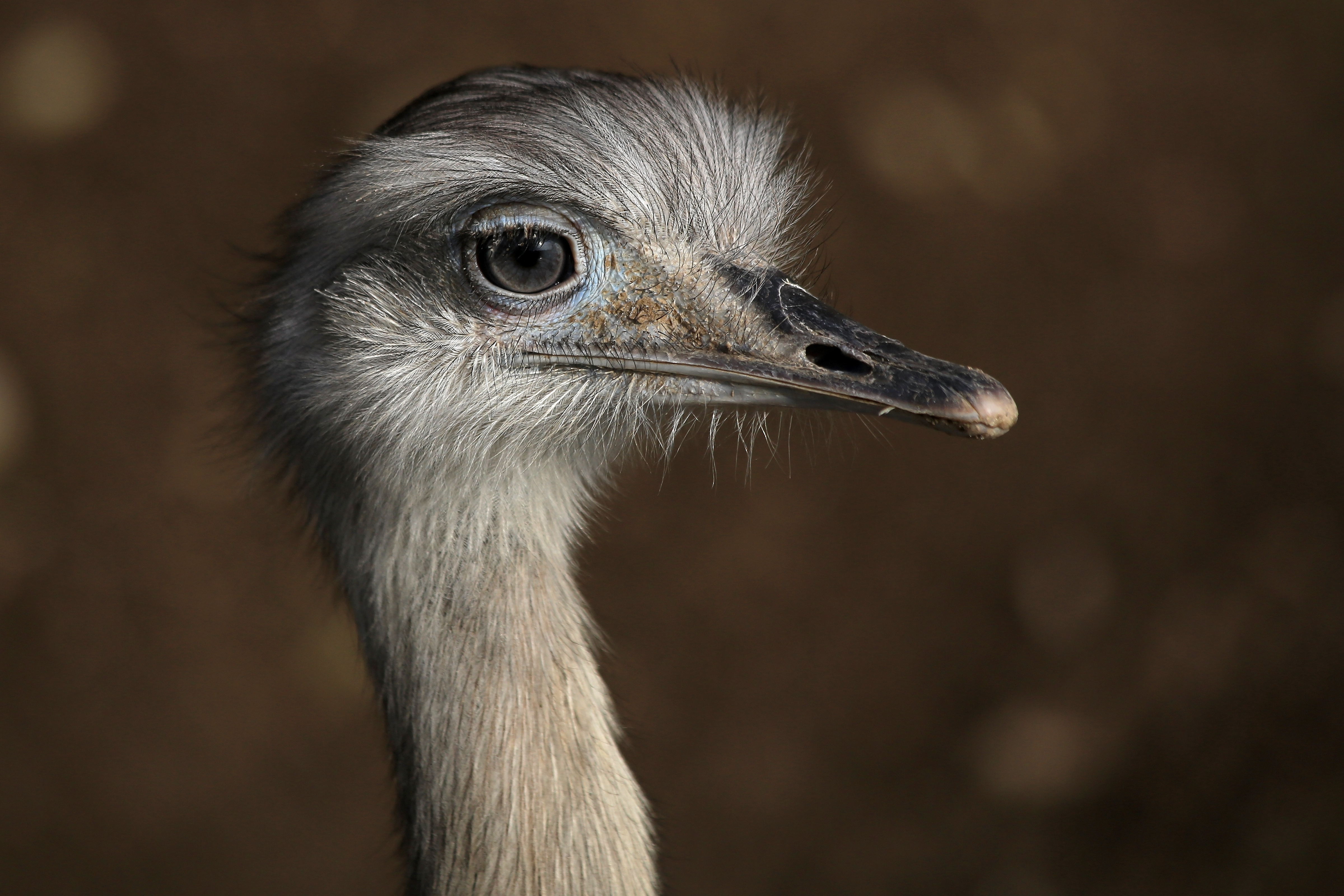 Nandu (Rhea americana) Zoo Salzburg 2014 d