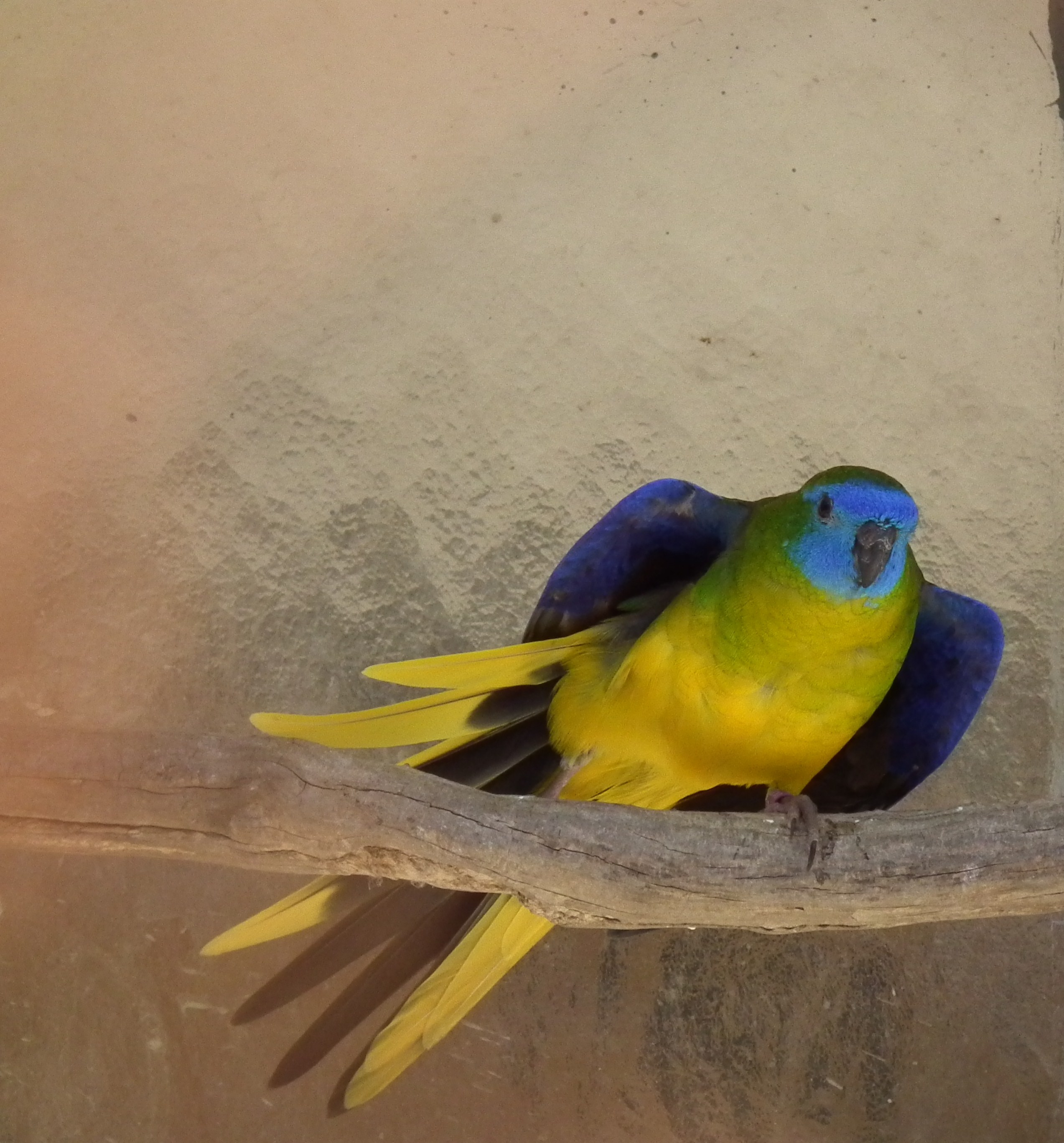 Neophema pulchella -captive -male-8a