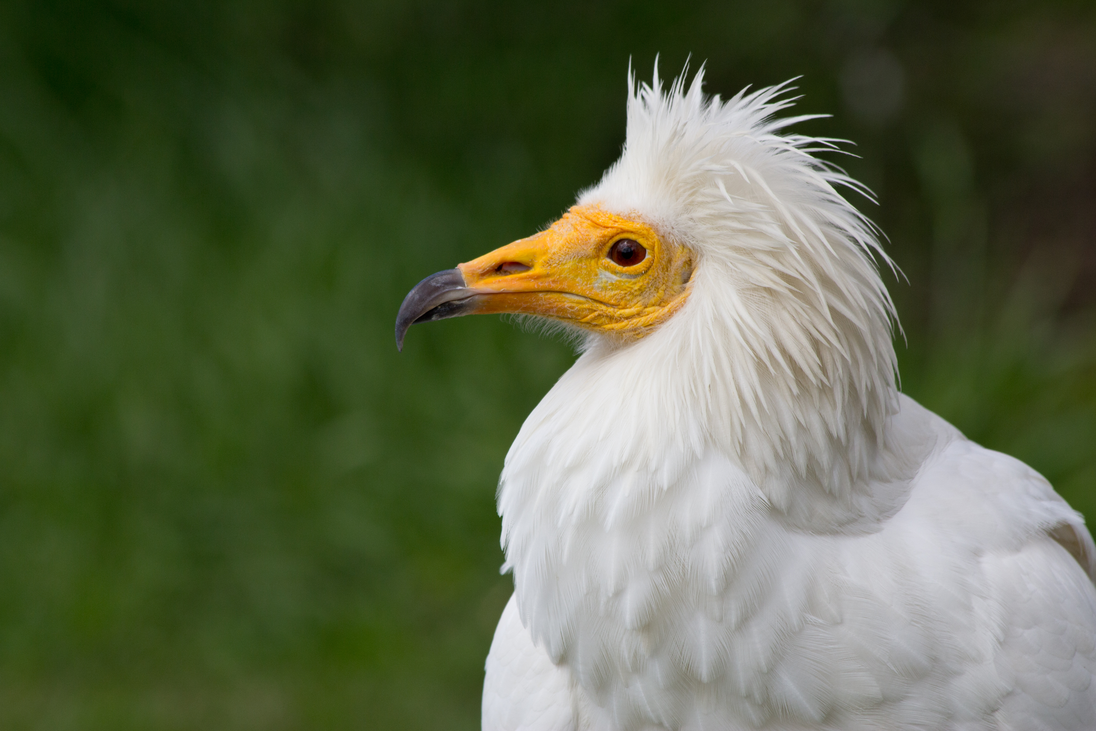 Neophron percnopterus - 02