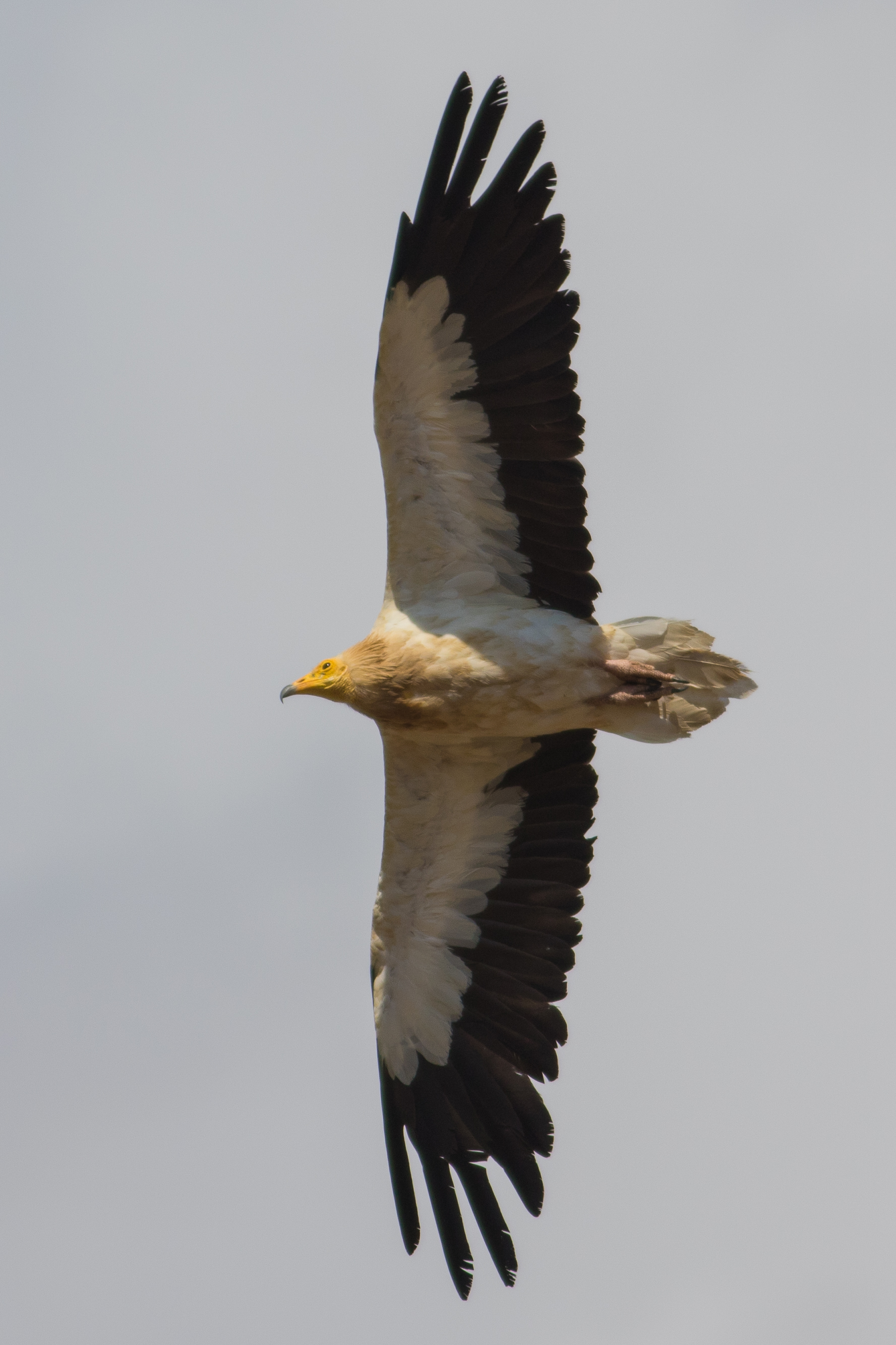 Neophron percnopterus in flight il