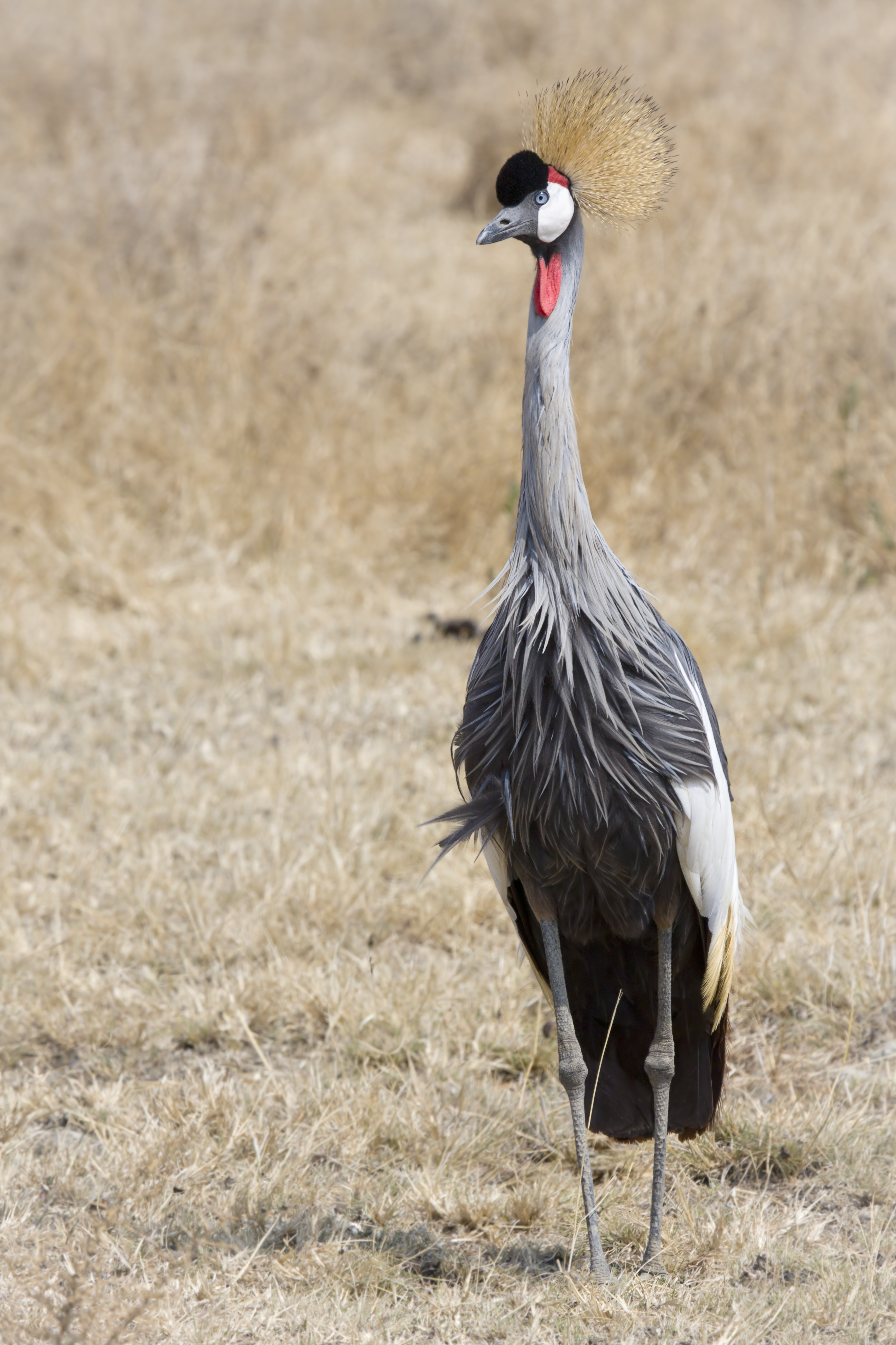 NgoroNgoro Suedafrika-Kronenkranich