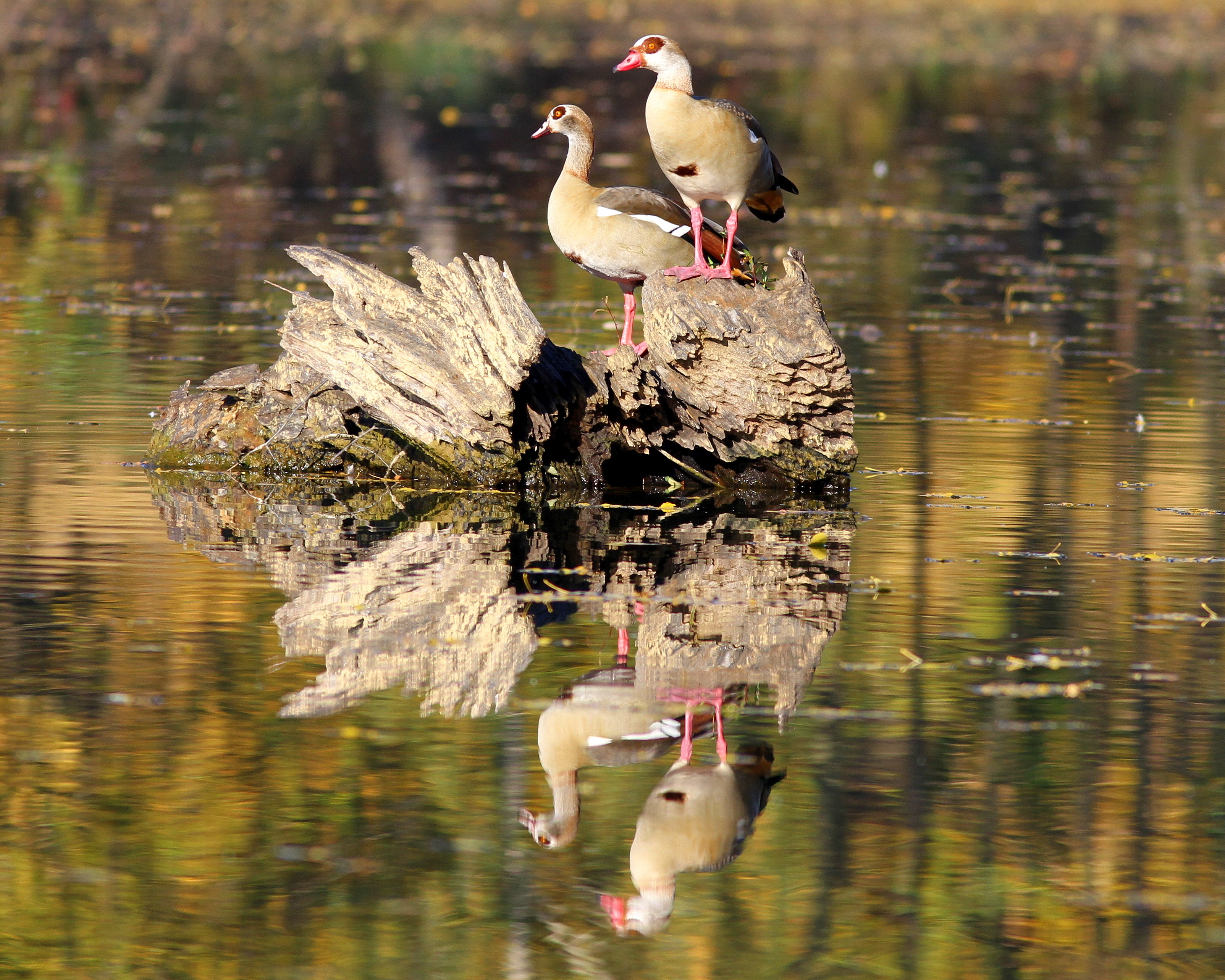 Nilgänse (Alopochen aegyptiacus)