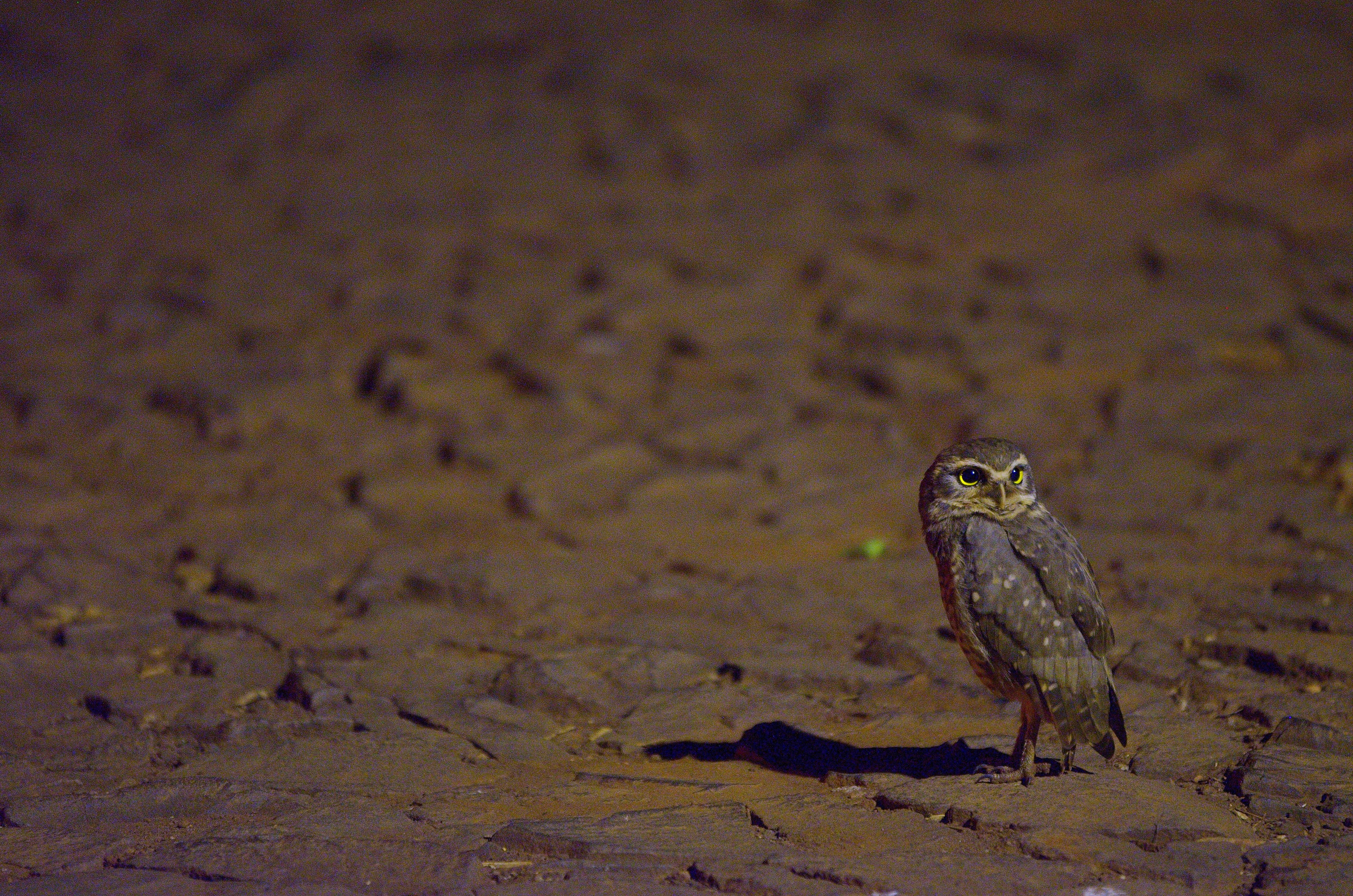 Noctambulos (26424722025)