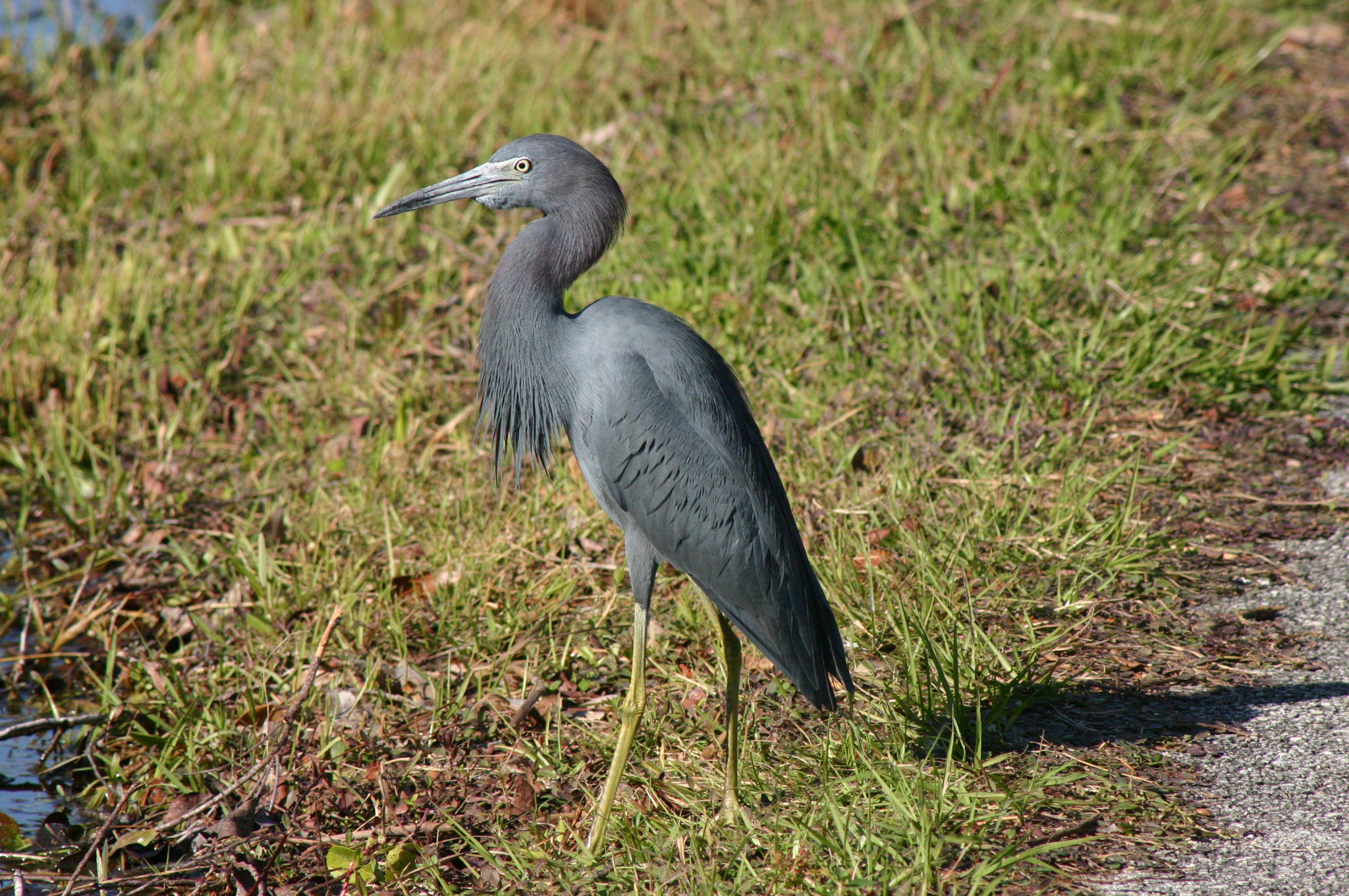 Nonbreeding Adult Little Blue Heron