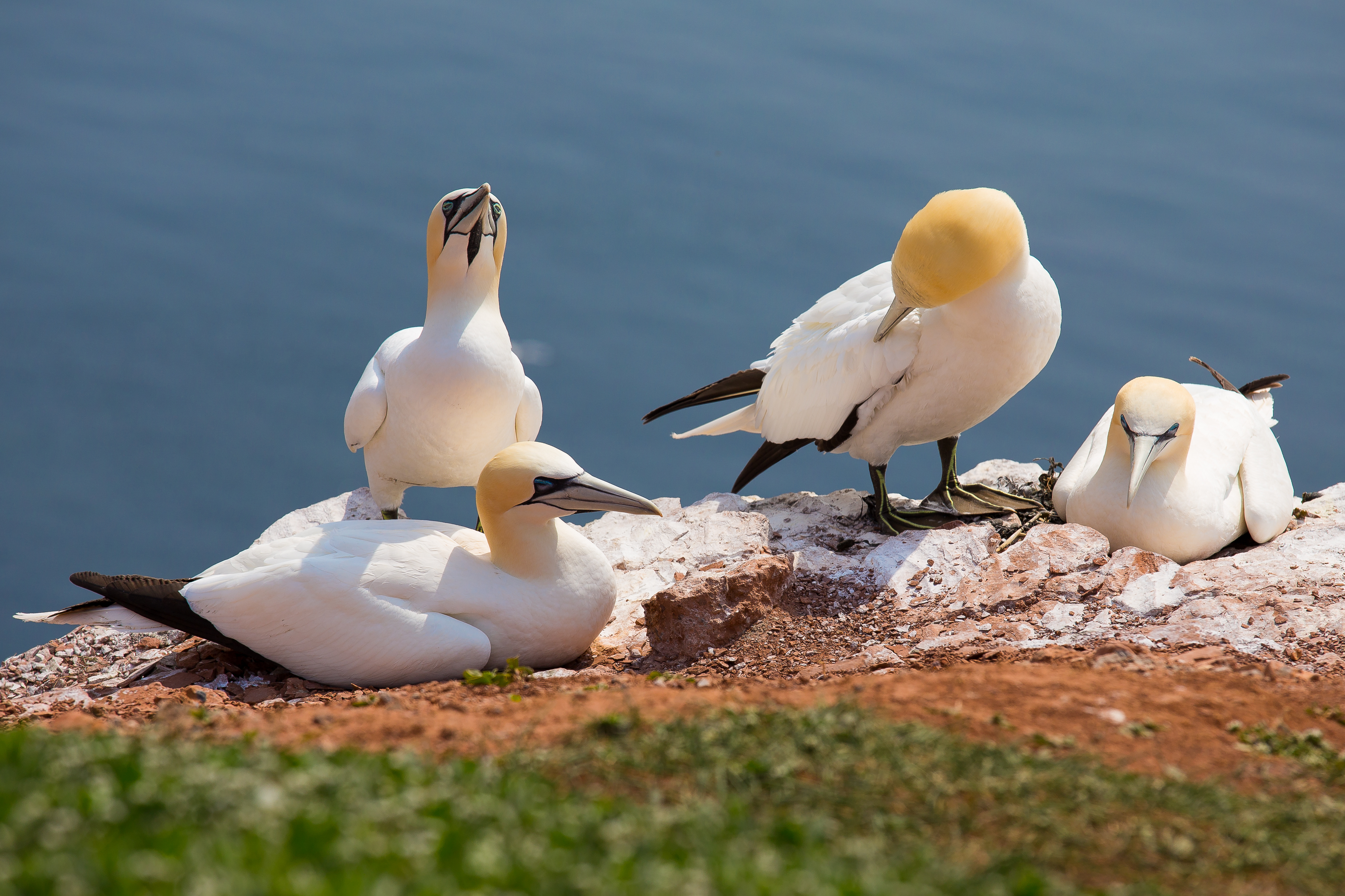 Nordsee, Helgoland (8790452278)