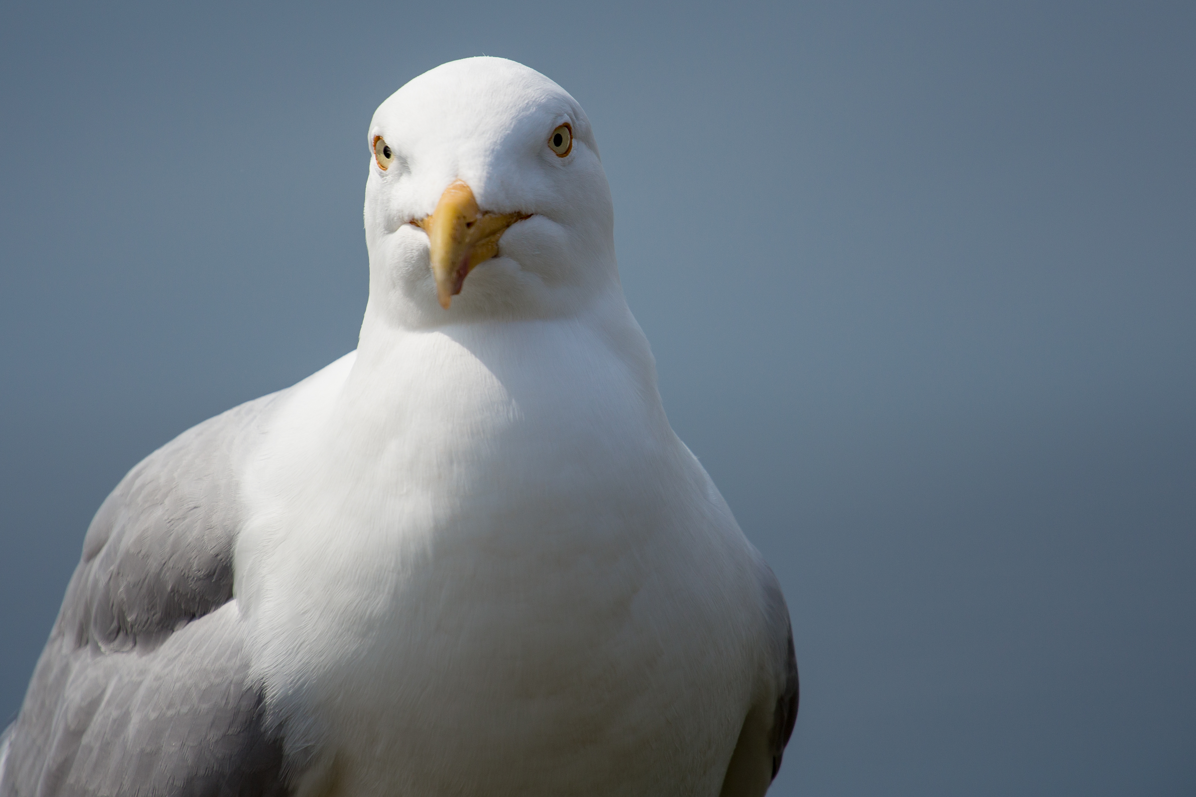 Nordsee, Helgoland (8790505616)