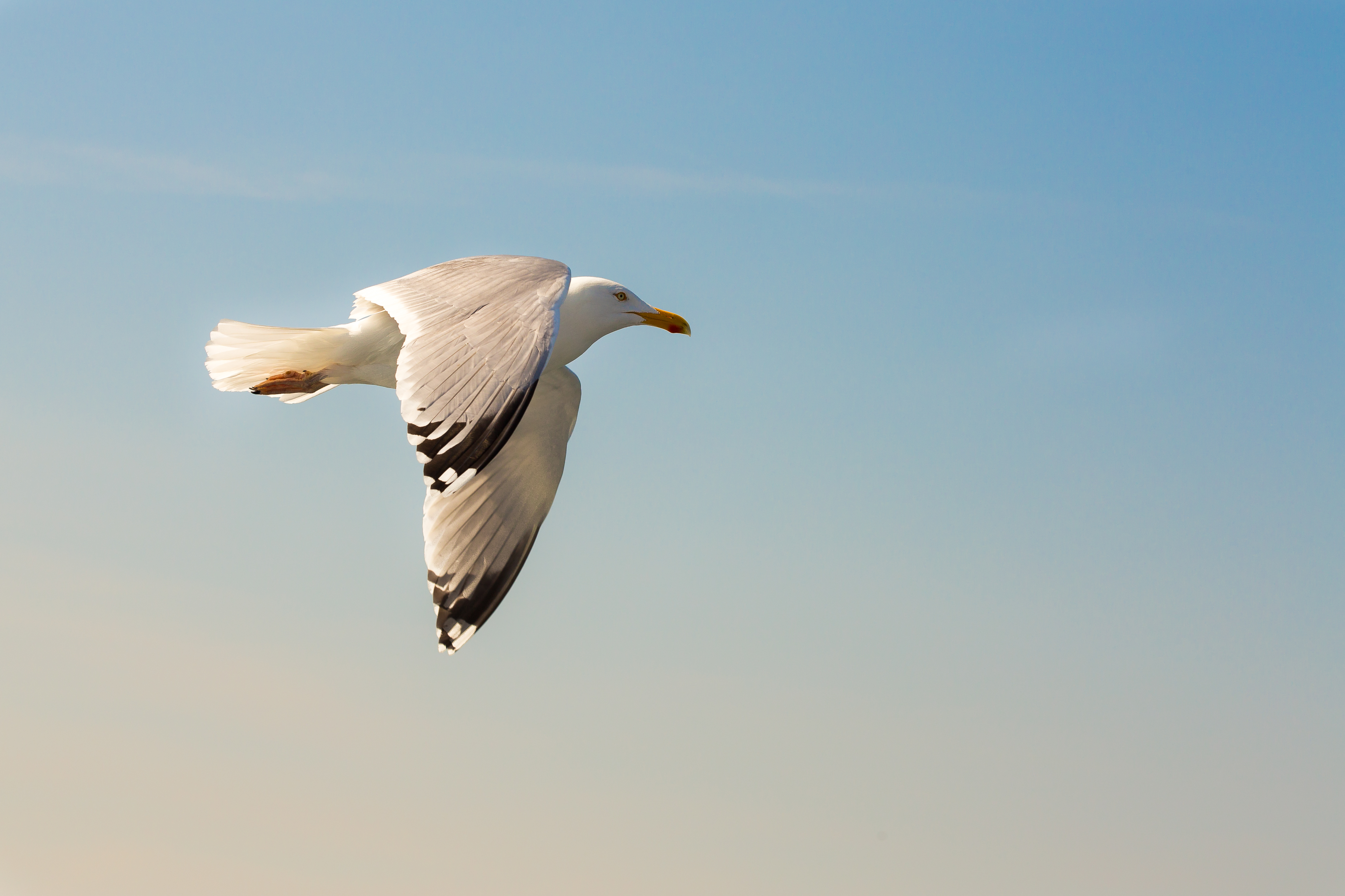 Nordsee, Helgoland (8790542868)