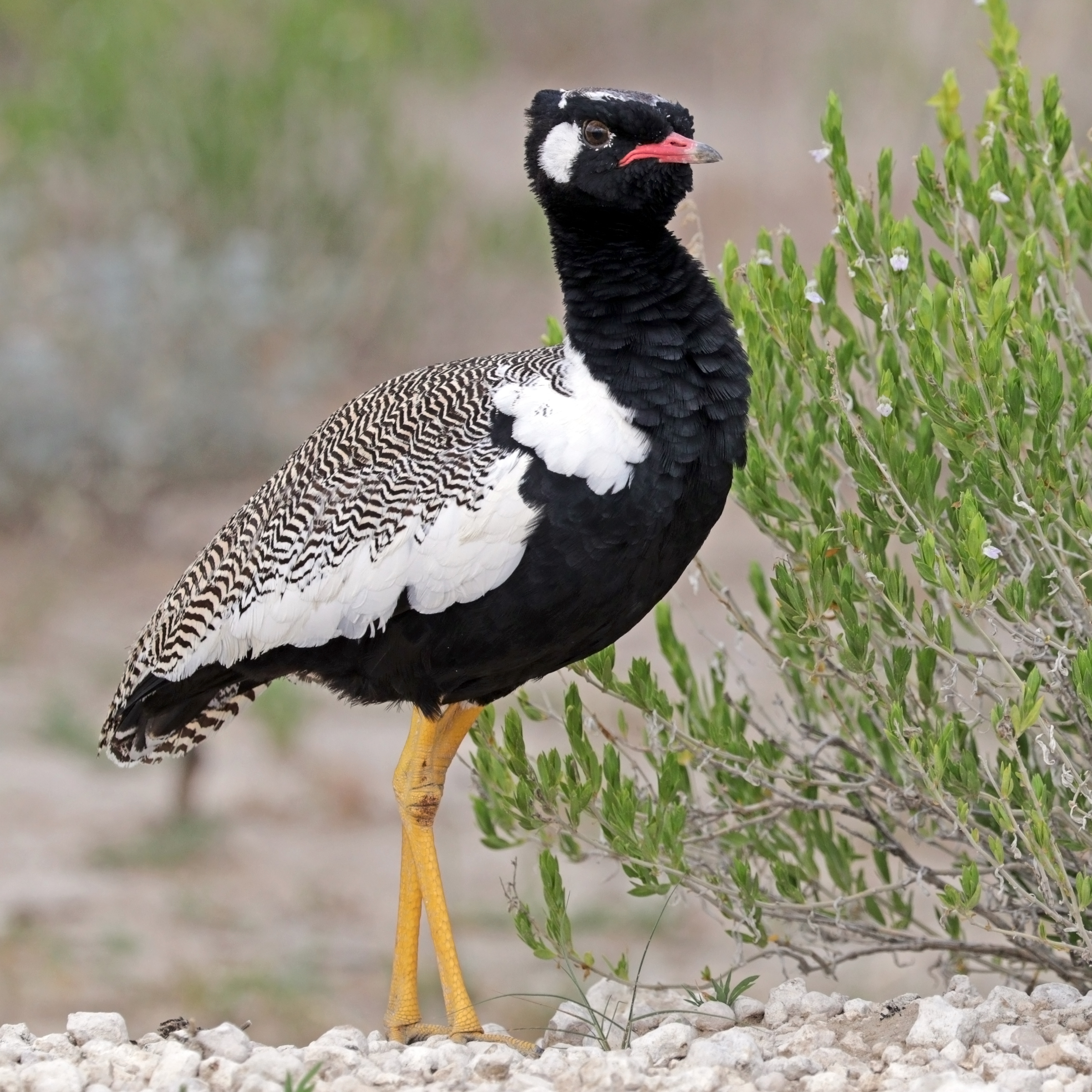 Northern black korhaan (Afrotis afraoides) male