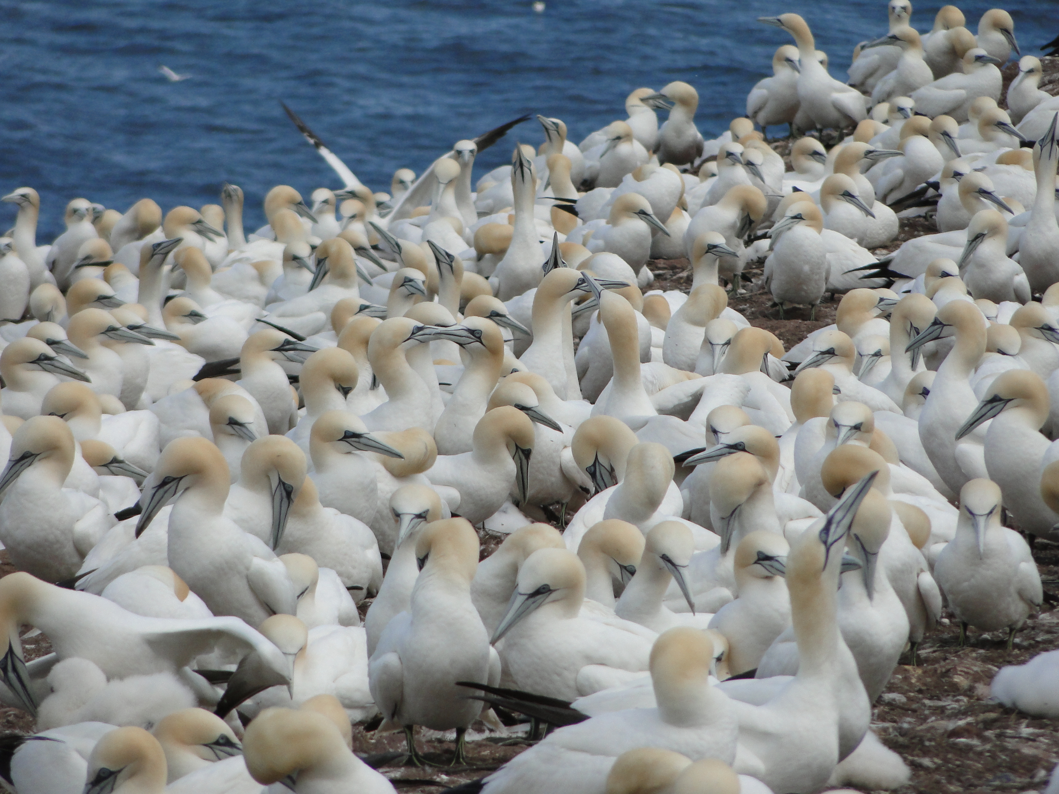 Northern Gannet13 .qb (4)