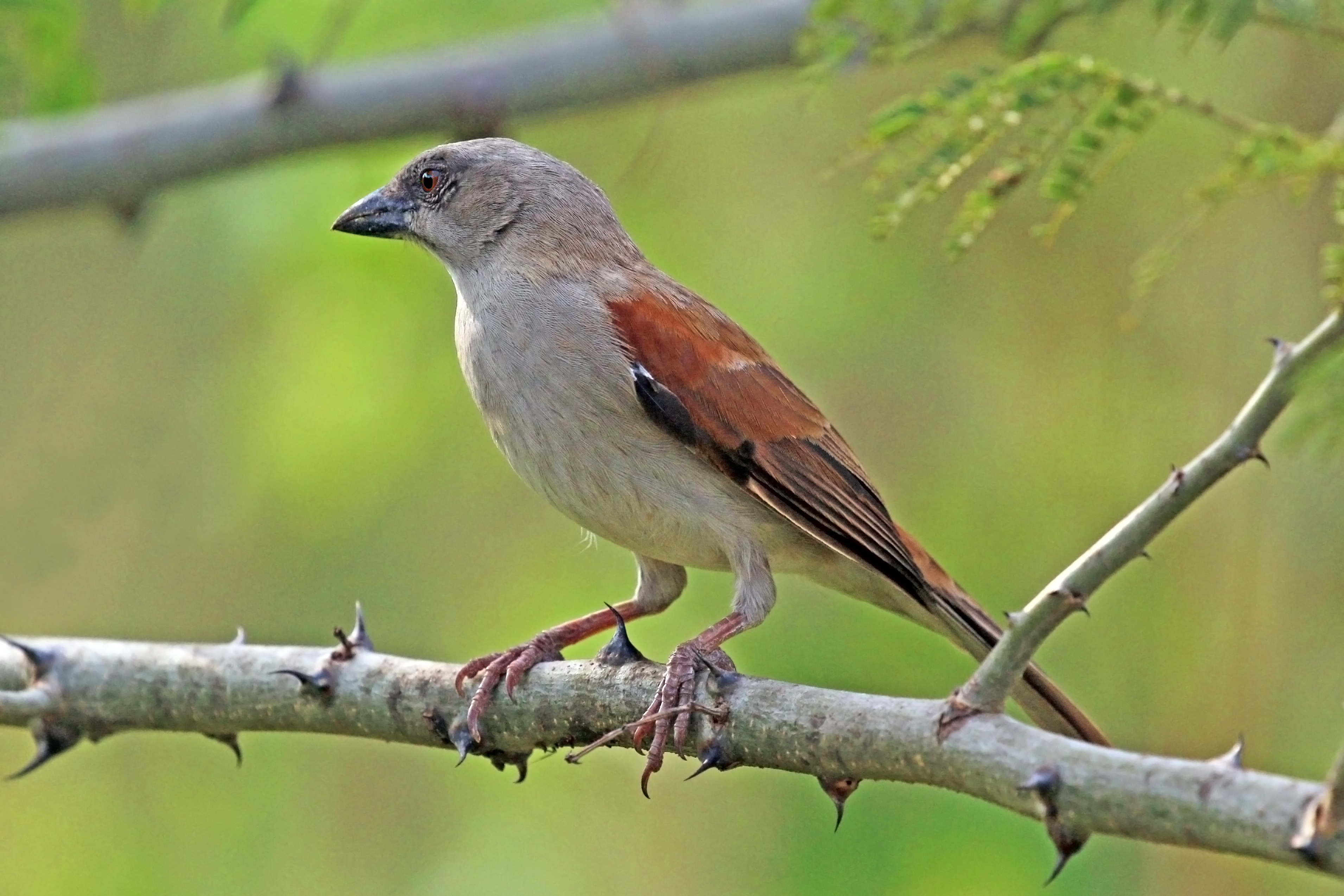 Northern grey-headed sparrow (Passer griseus ugandae)