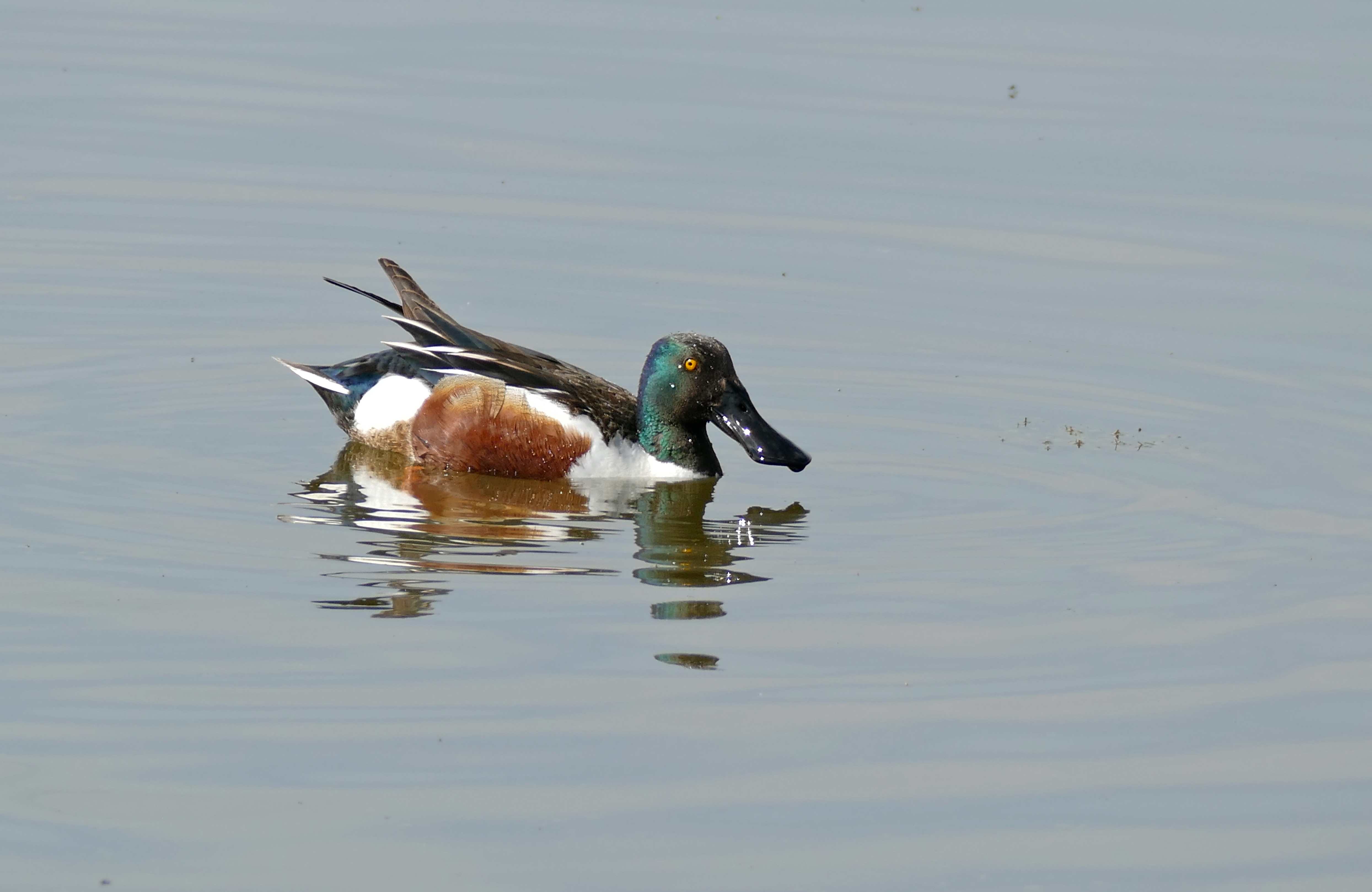 Northern Shoveler (Anas clypeata) male (26167716585)
