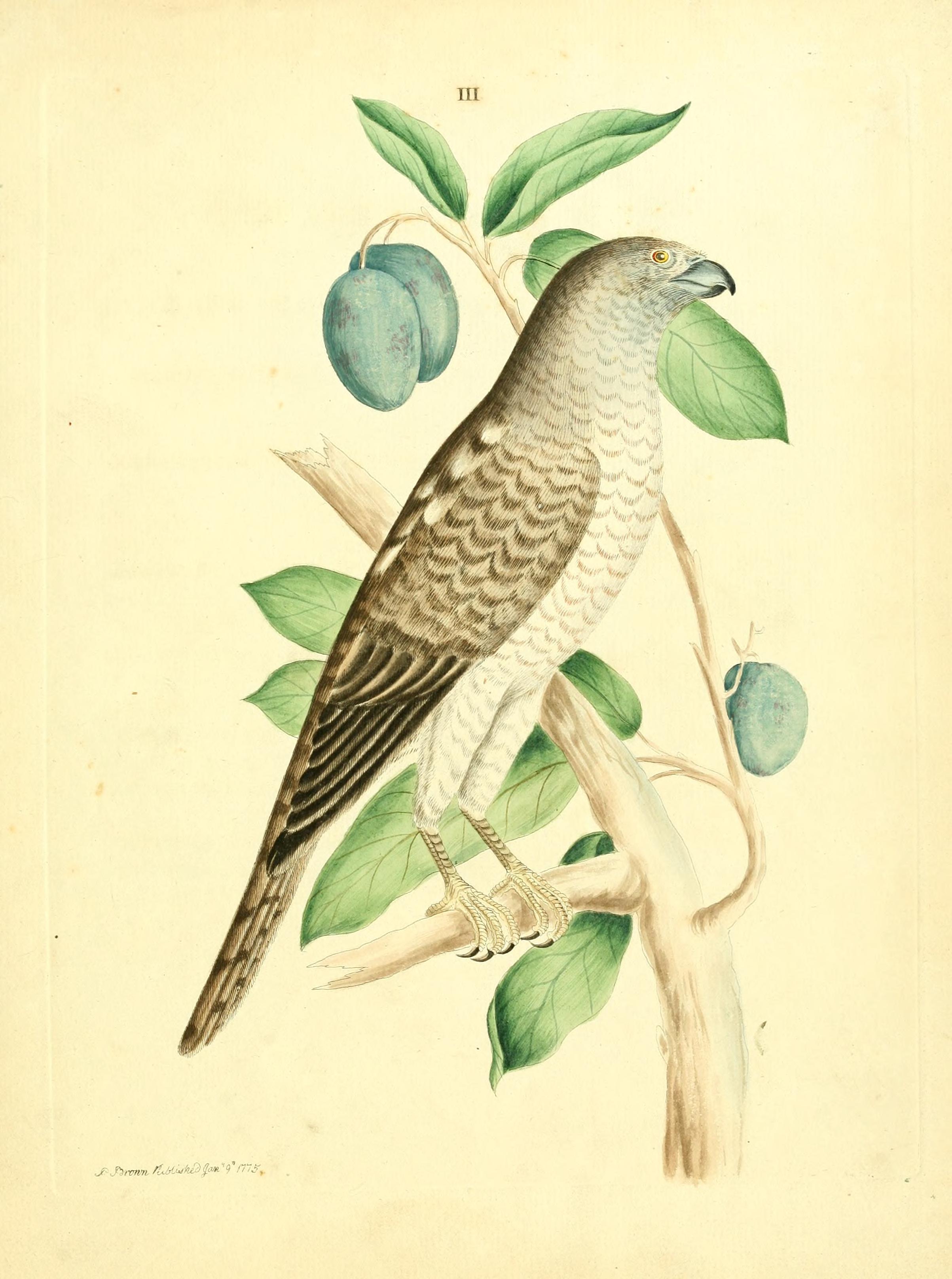 Nouvelles illustrations de zoologie BHL27845736