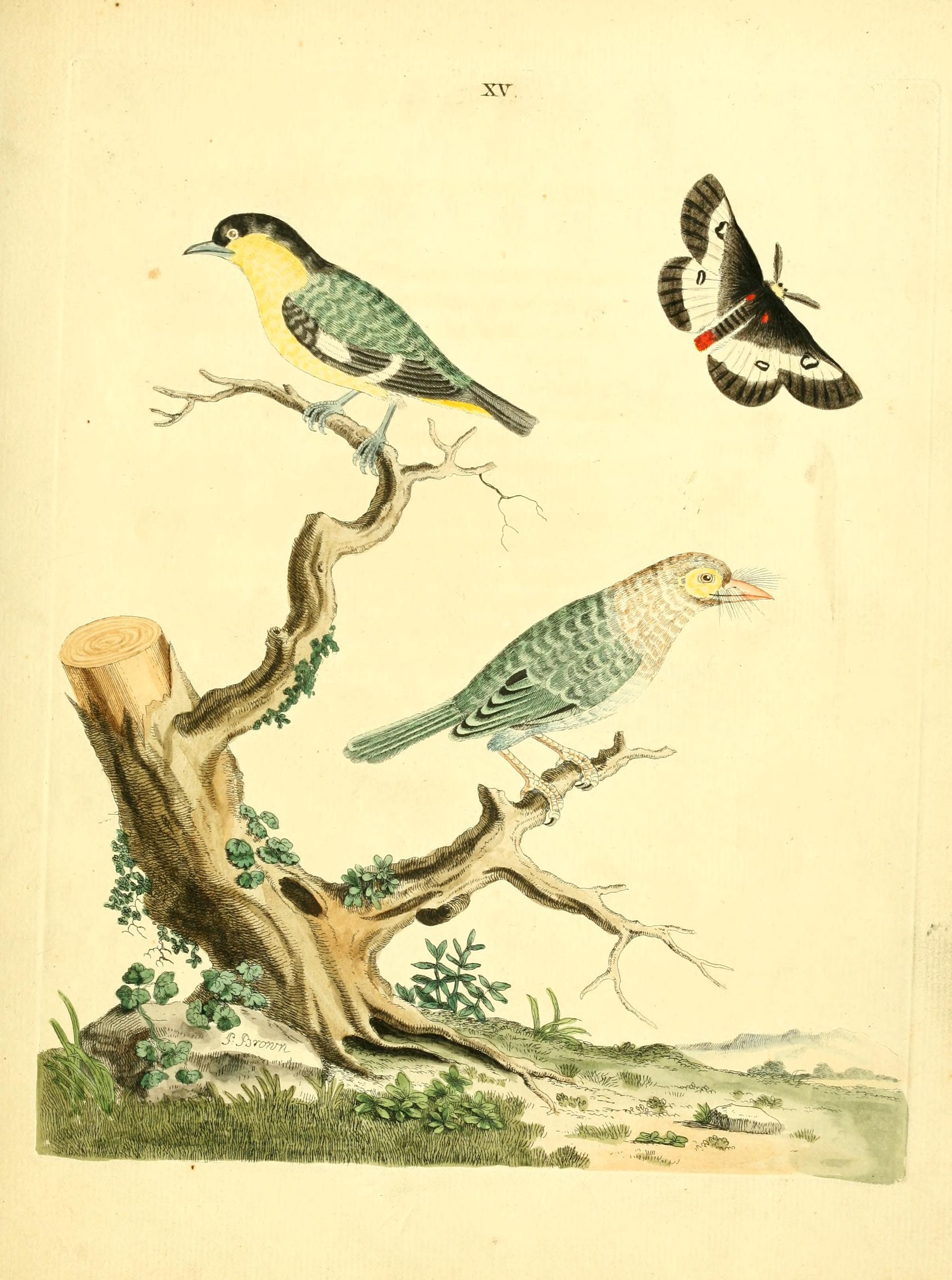 Nouvelles illustrations de zoologie BHL27845809