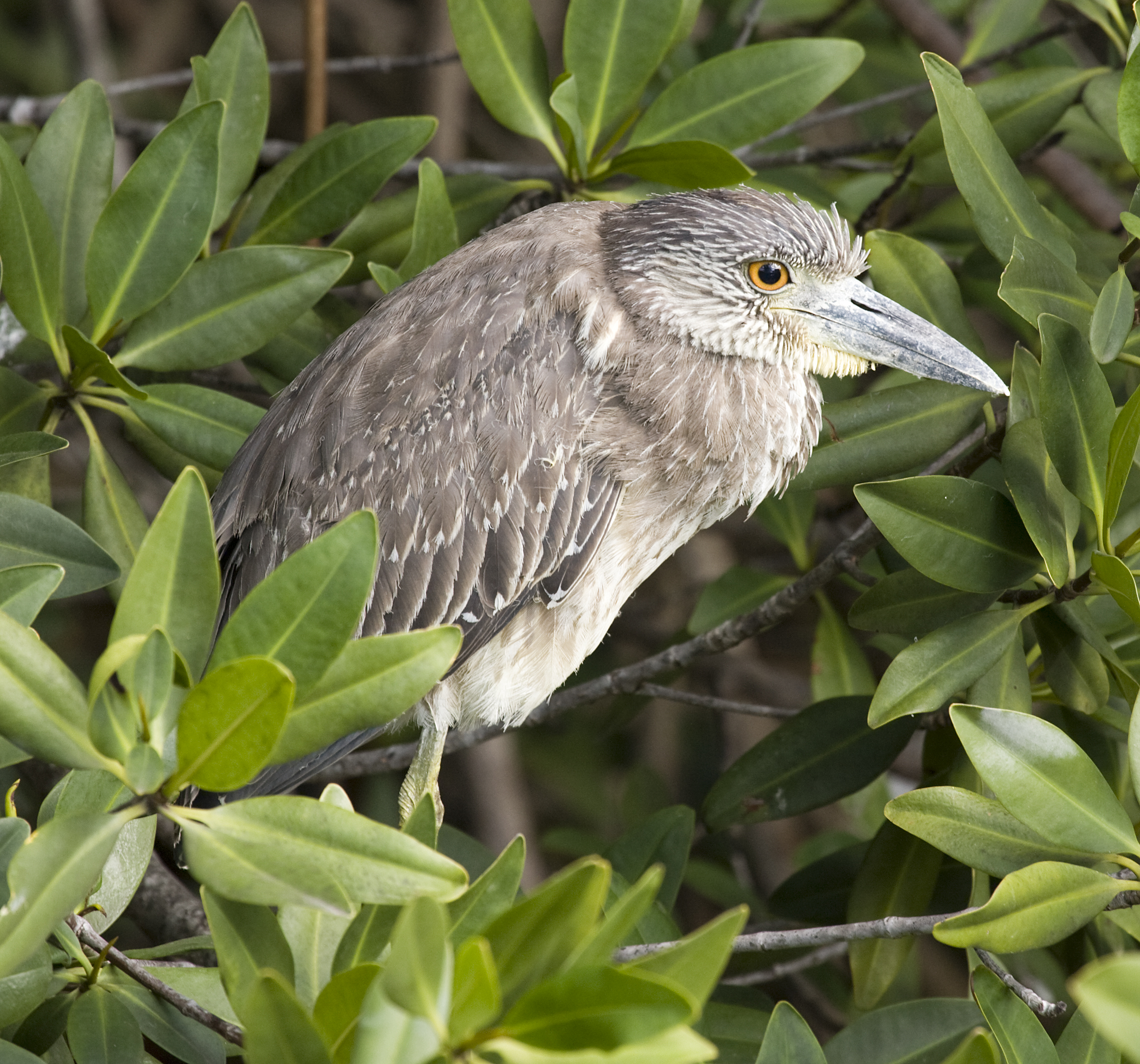 Nyctanassa violacea -Ciego de Avila Province, Cuba -juvenile-8 (1)