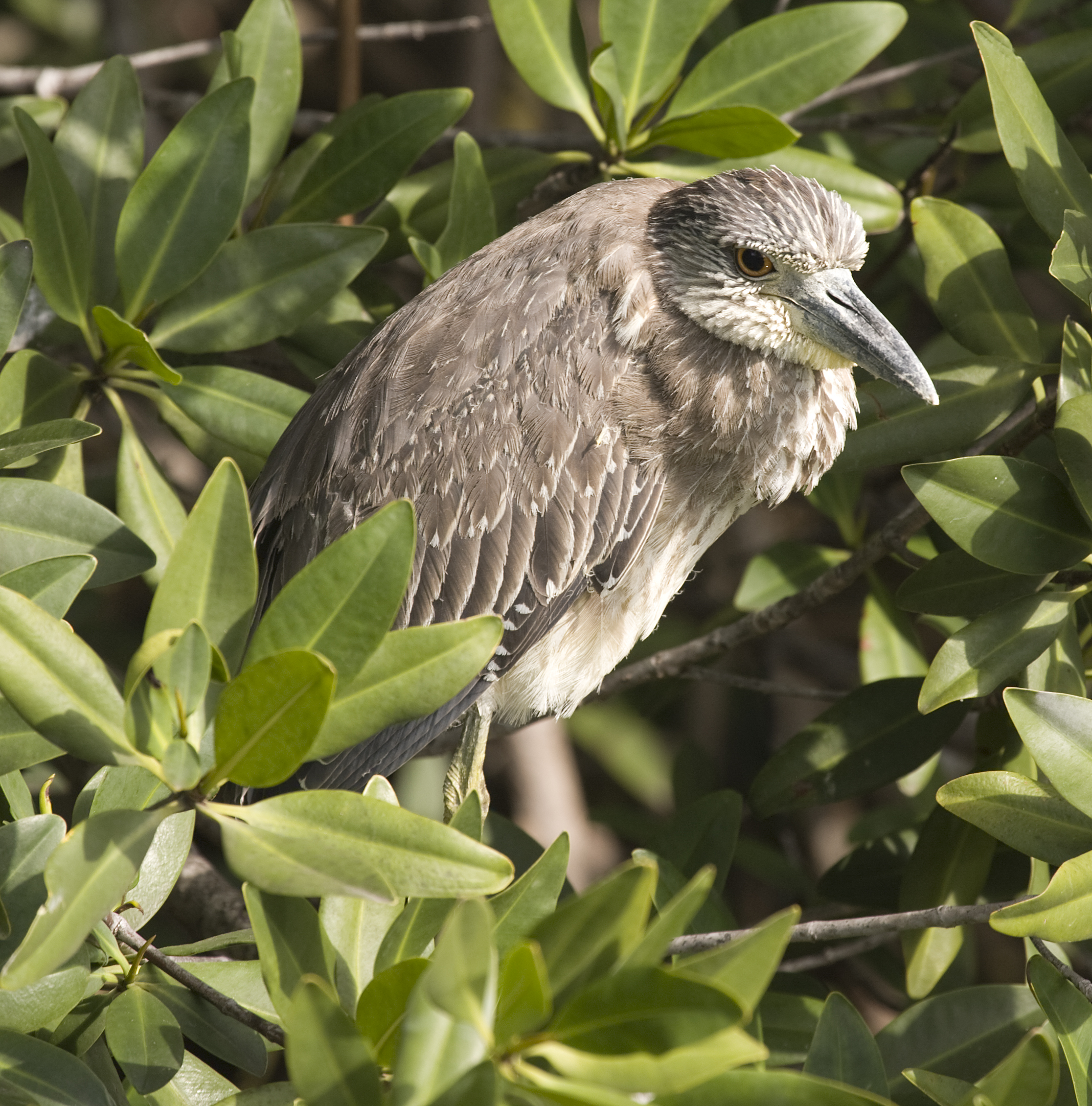 Nyctanassa violacea -Ciego de Avila Province, Cuba -juvenile-8 (2)