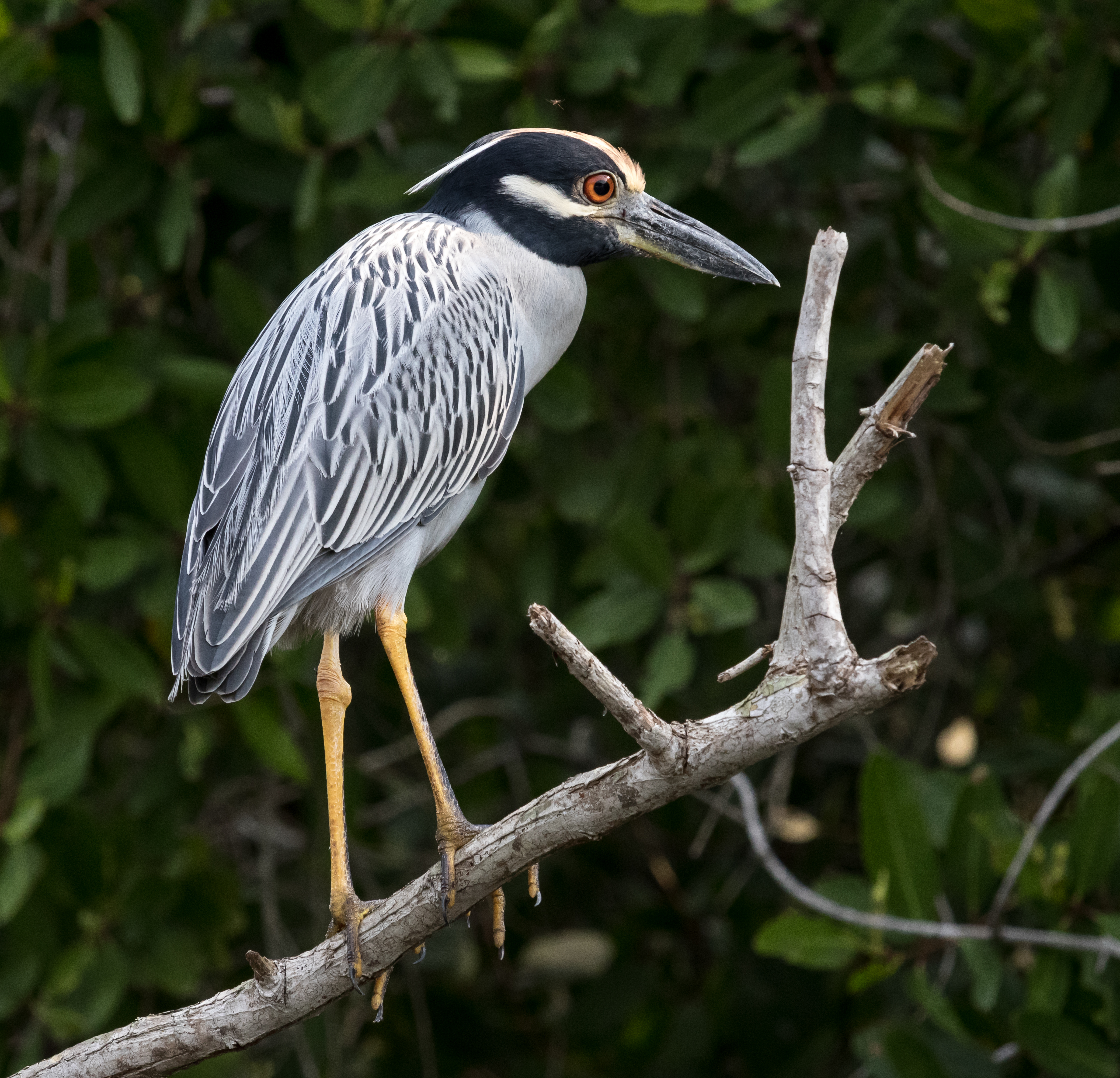 Nyctanassa violacea in La Manzanilla
