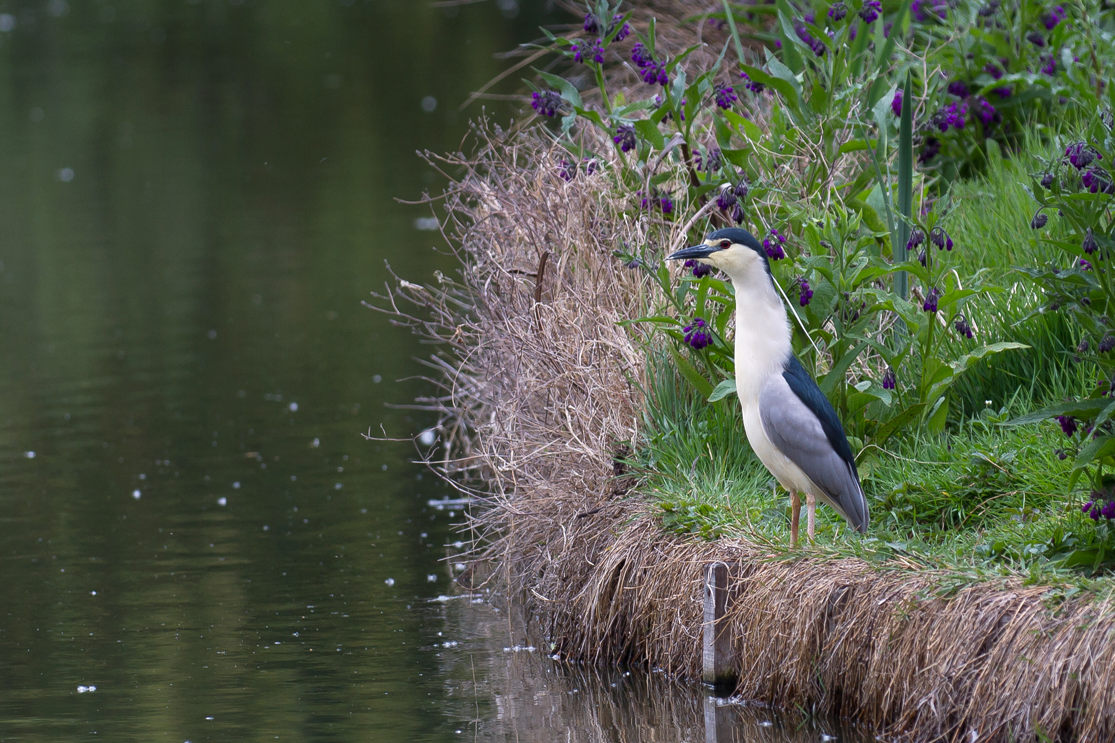 Nycticorax nycticorax - 2012-04-26 - 2