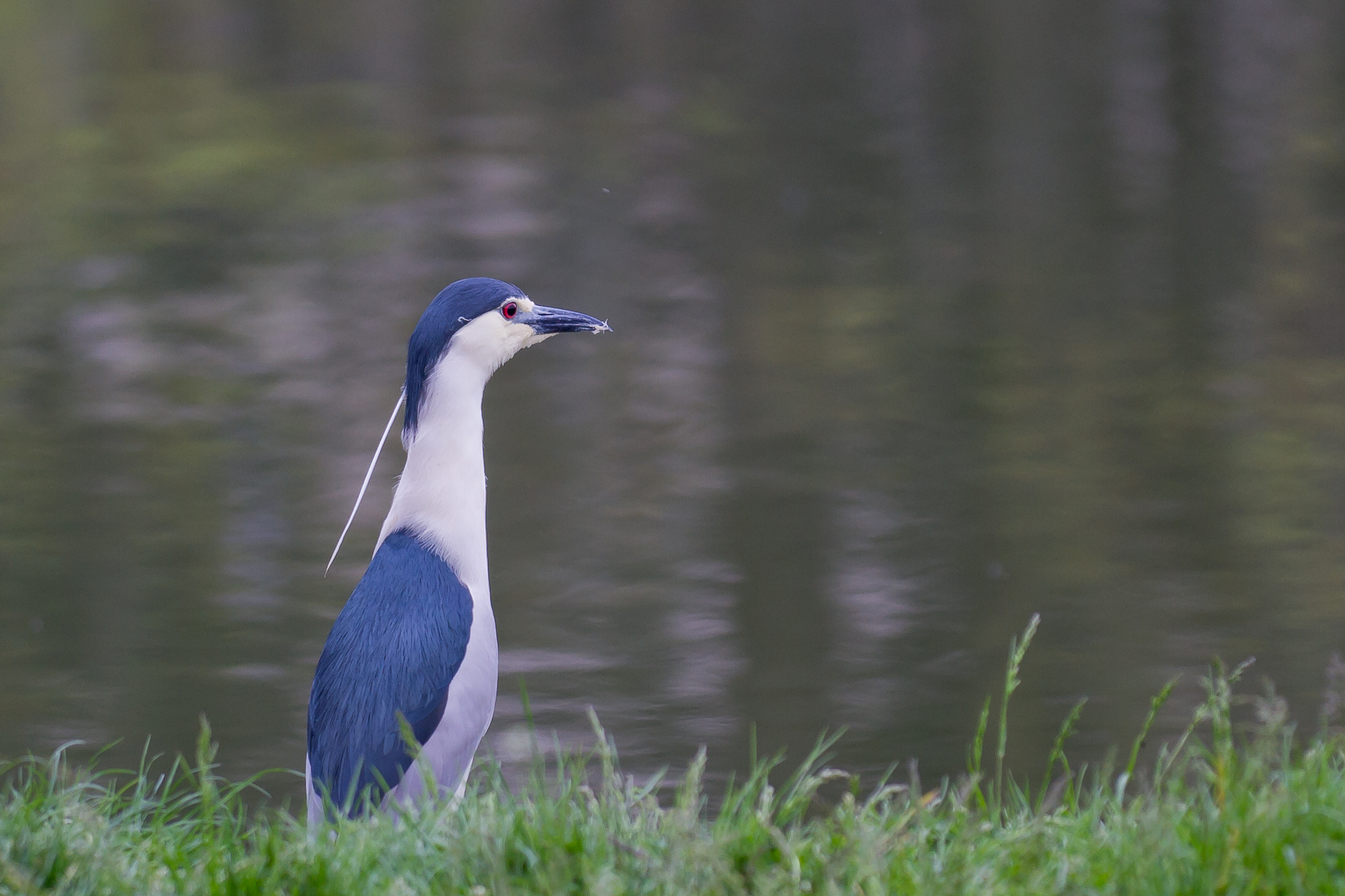 Nycticorax nycticorax - 2012-04-26 - 3