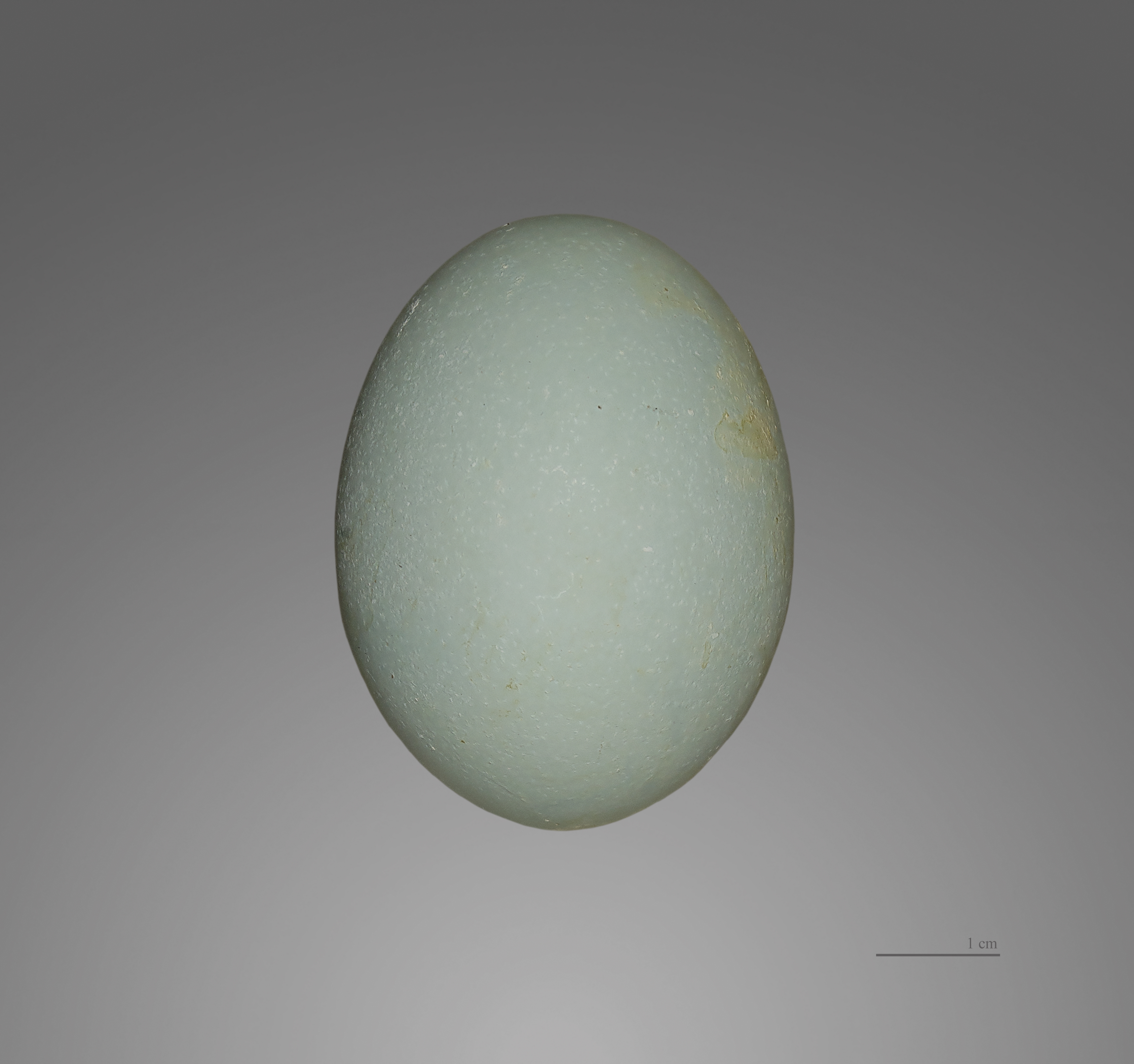 Nycticorax nycticorax MHNT