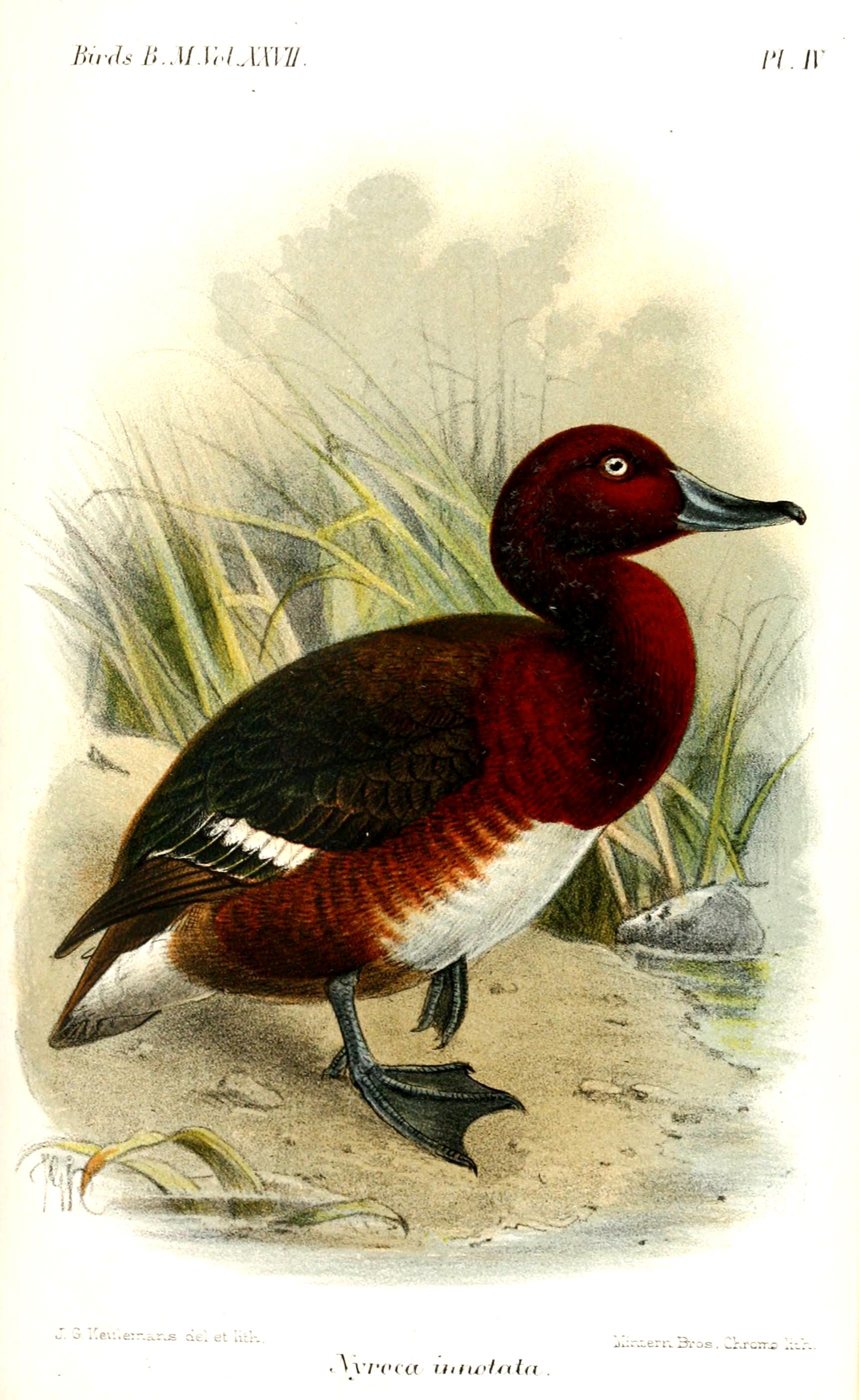 NyrocaInnotataKeulemans