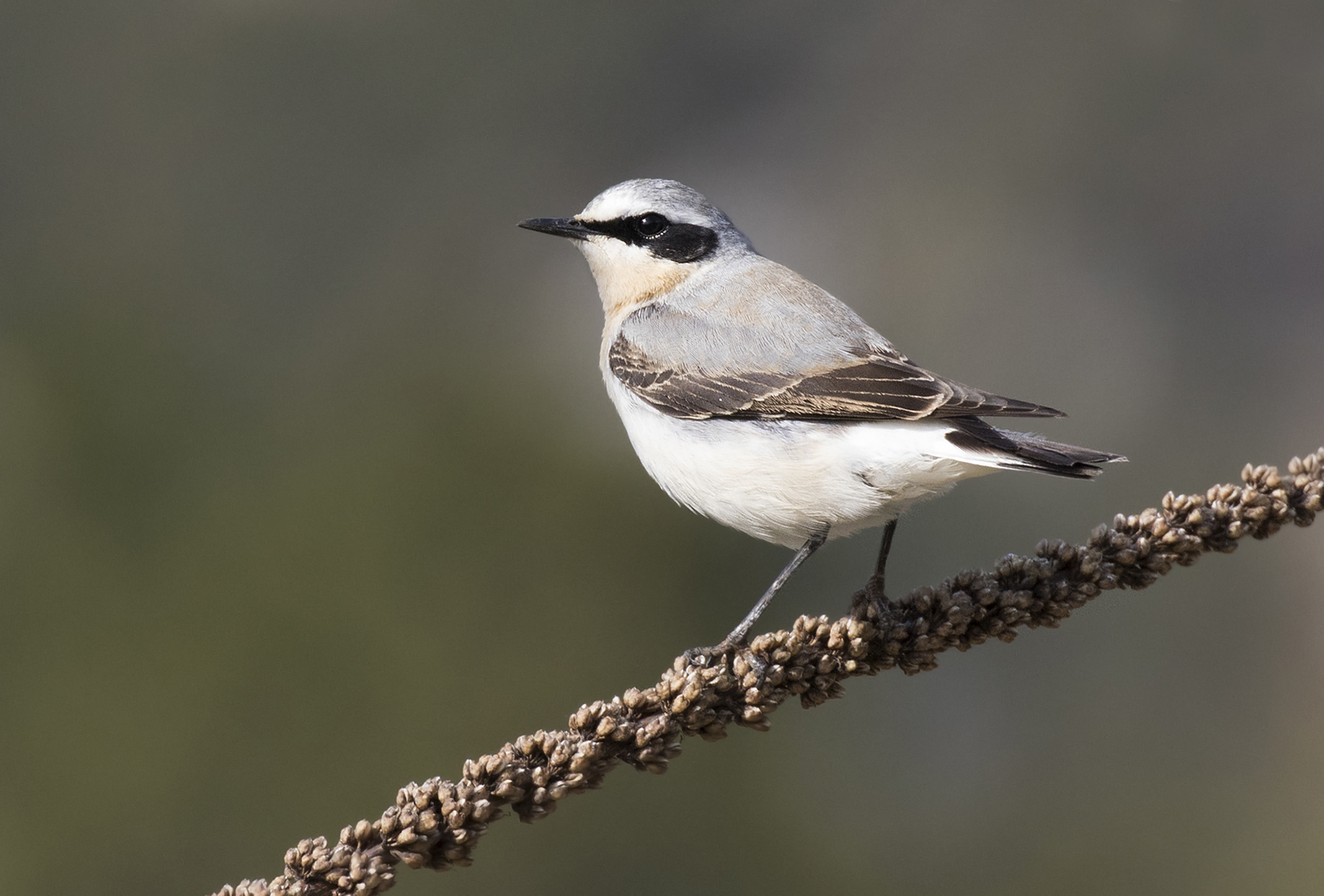 Oenanthe oenanthe - Northern Wheatear - Kuyrukkakan 04
