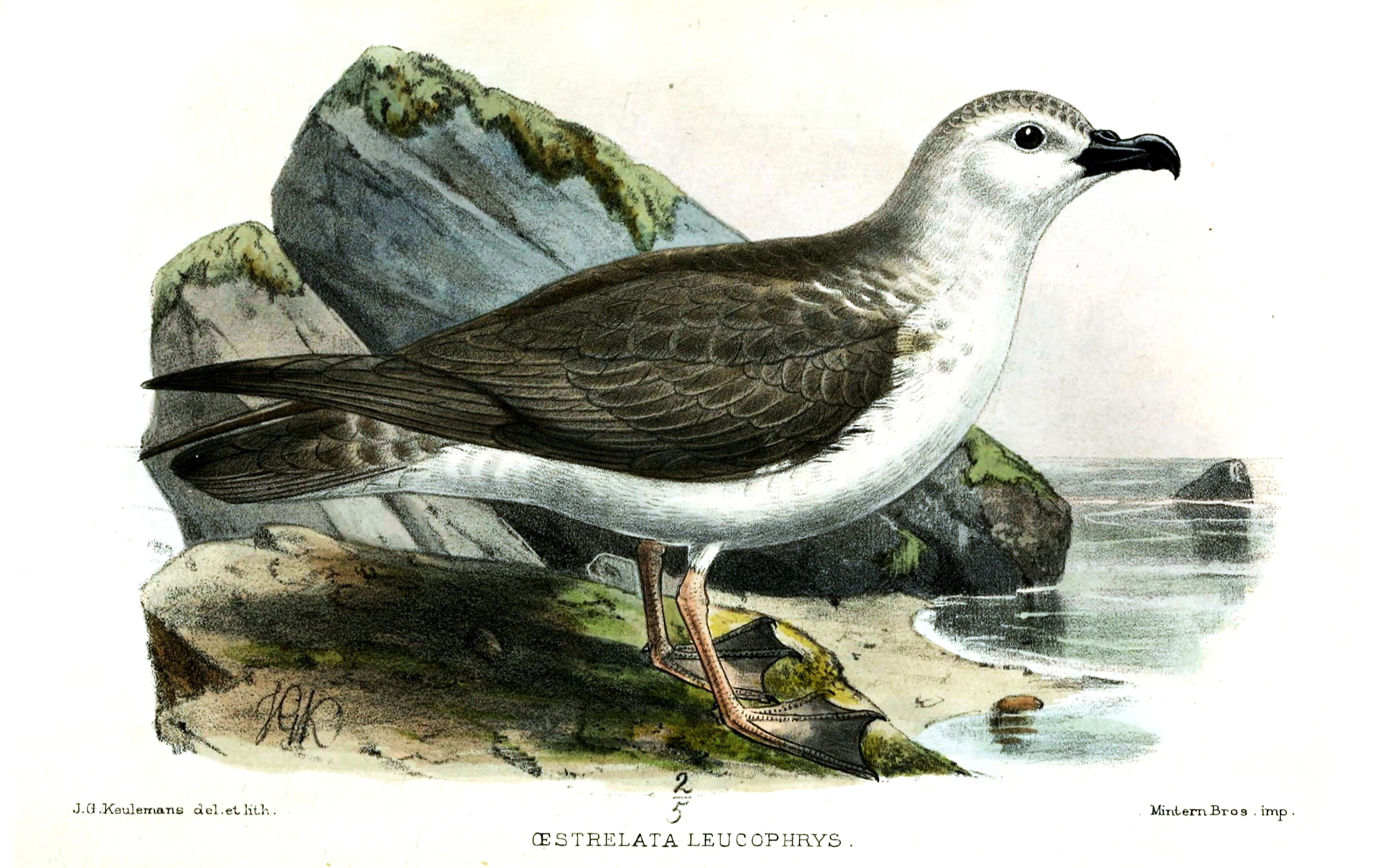 OestrelataLeucophrysKeulemans