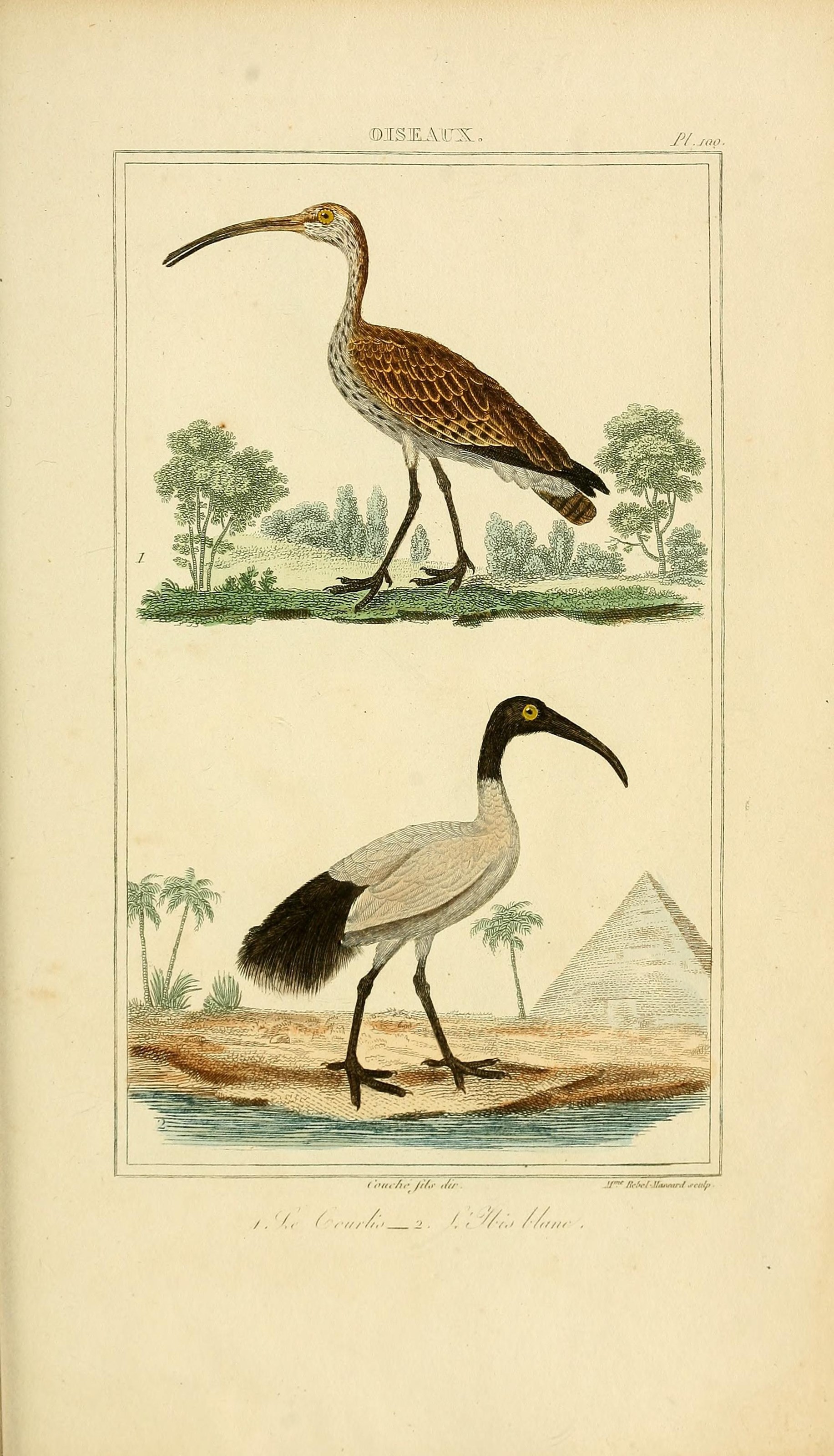 Oeuvres completes de Buffon (Pl. 100) (7845812010)