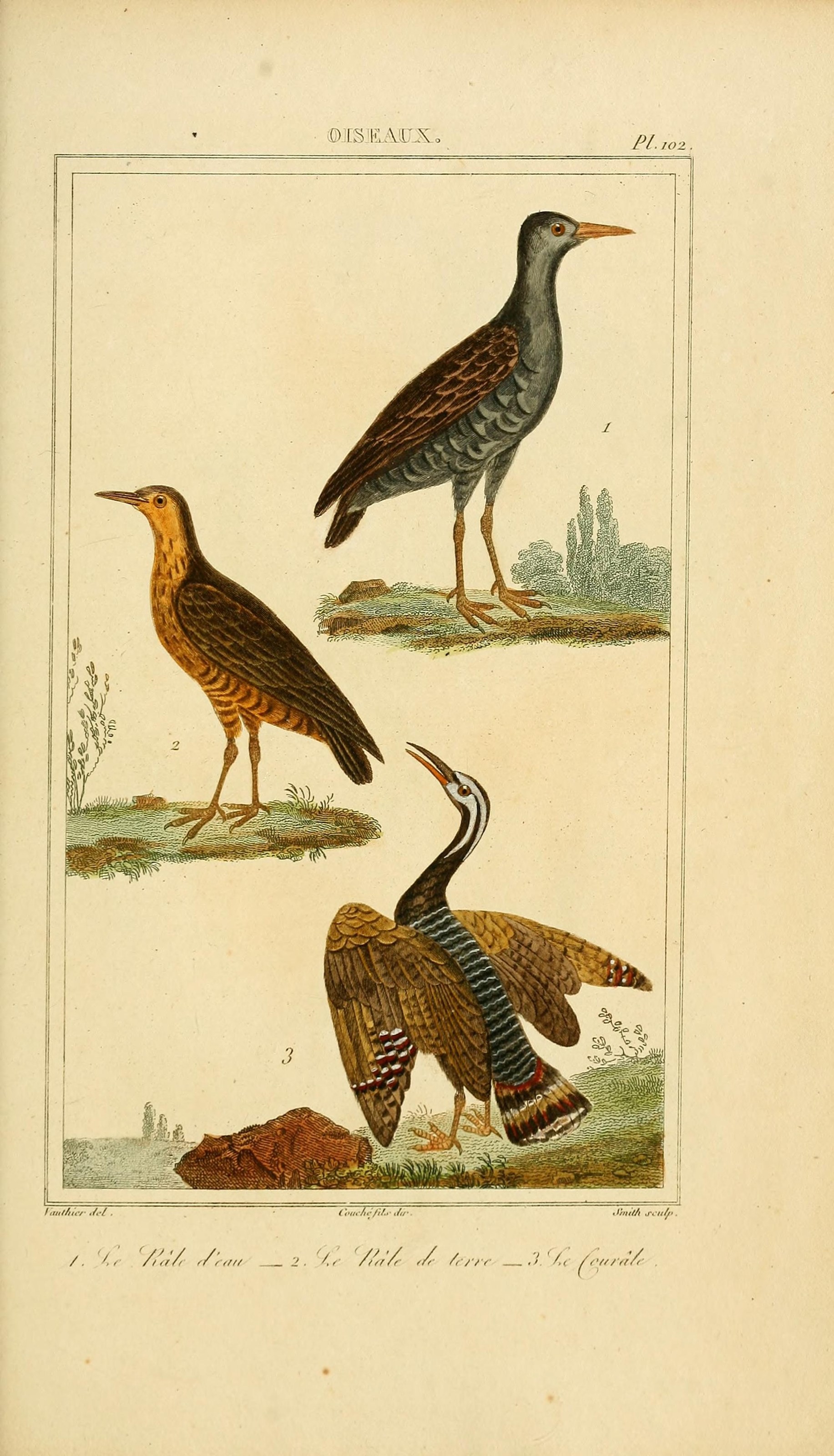 Oeuvres completes de Buffon (Pl. 102) (7845815318)