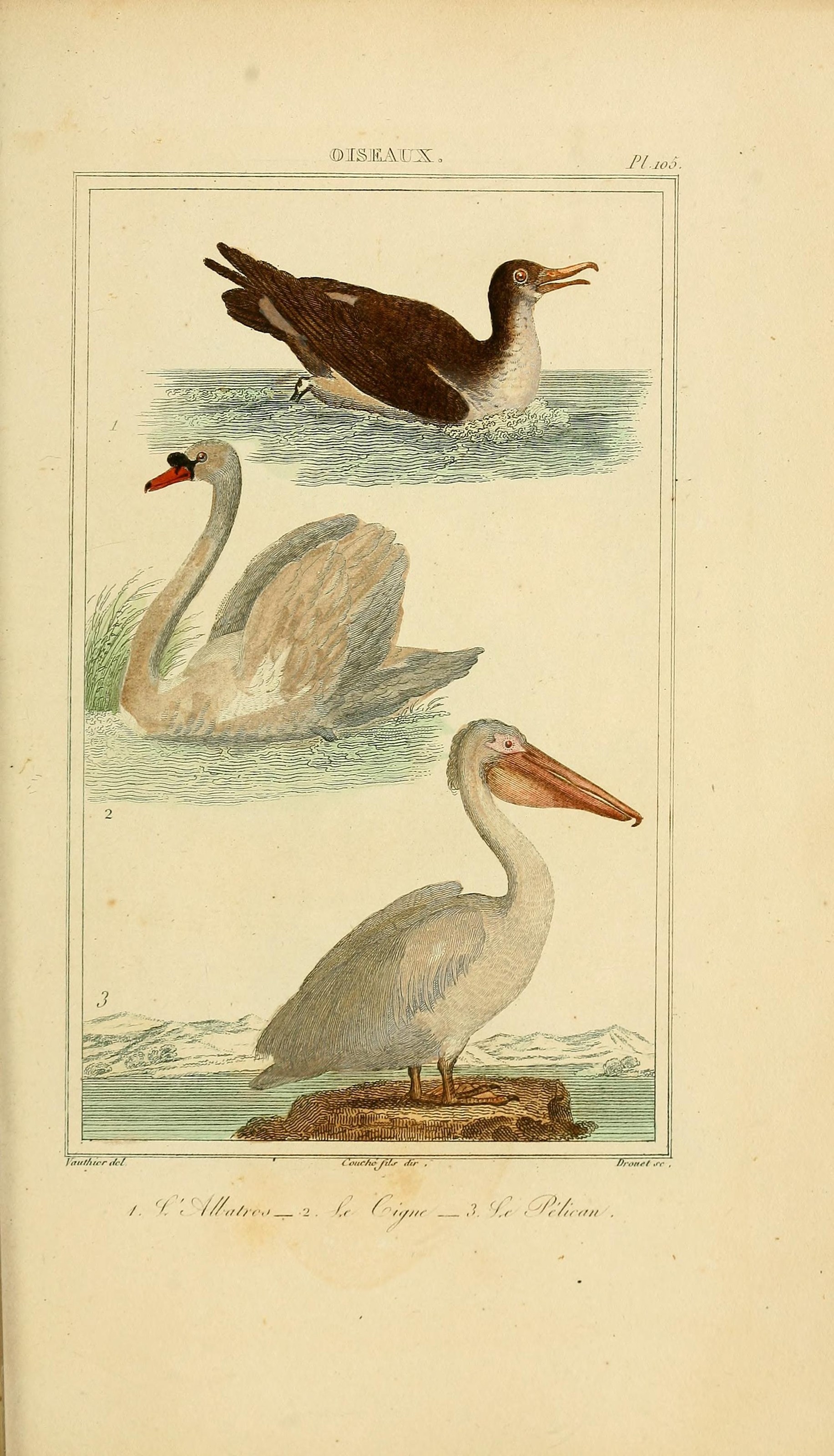 Oeuvres completes de Buffon (Pl. 105) (7845819430)