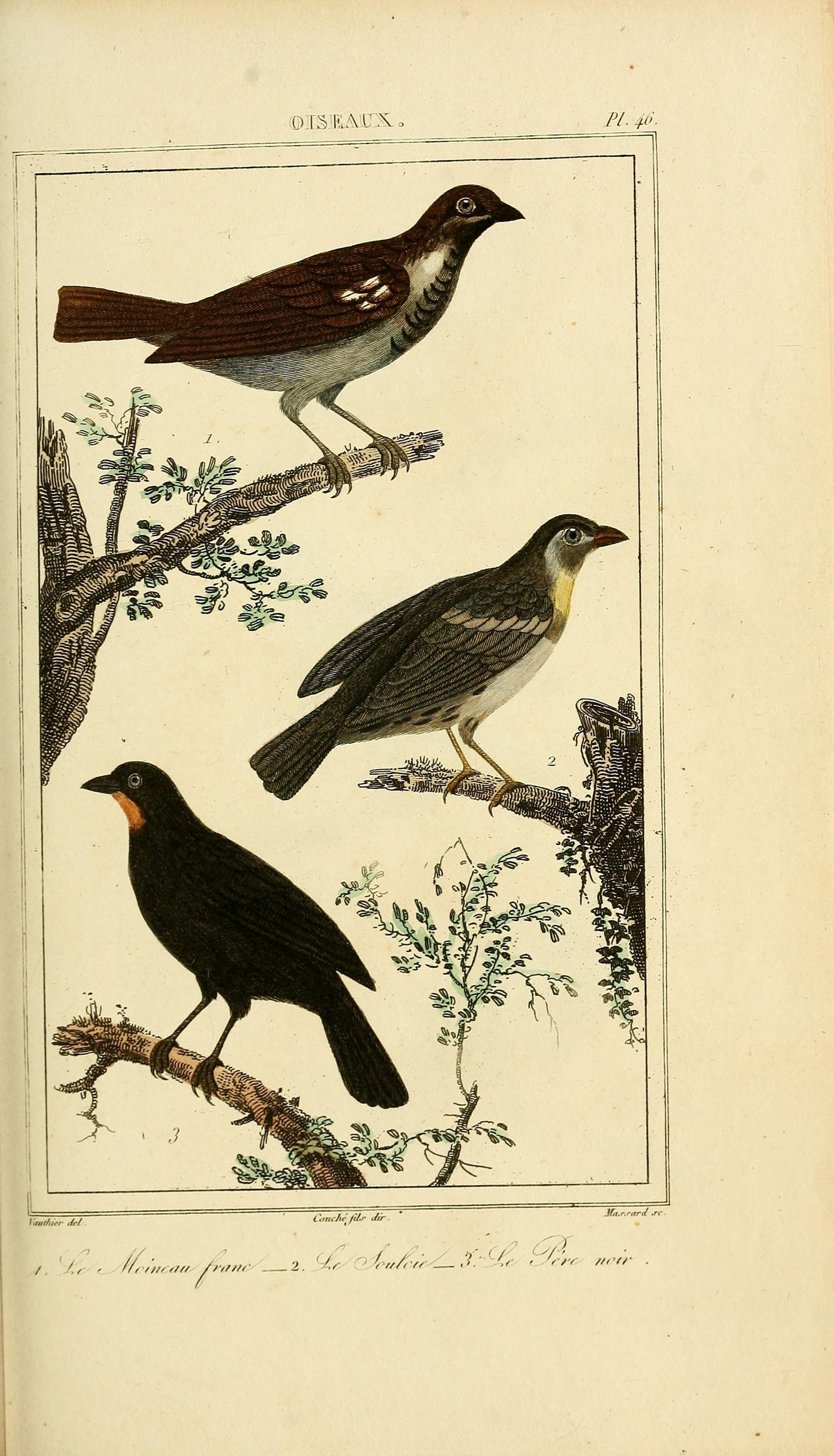 Oeuvres completes de Buffon (Pl. 47) (7845734198)