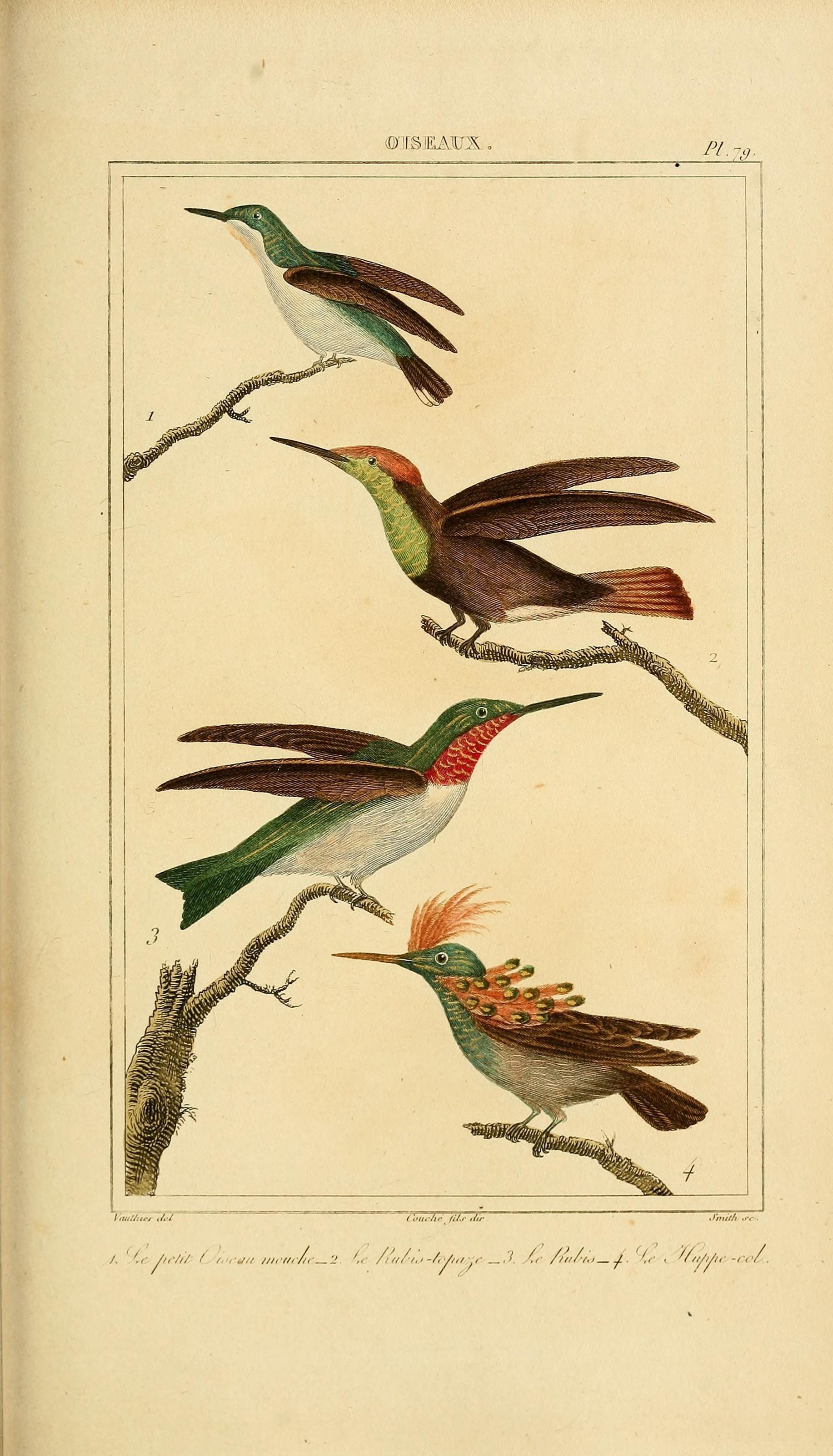 Oeuvres completes de Buffon (Pl. 80) (7845781658)