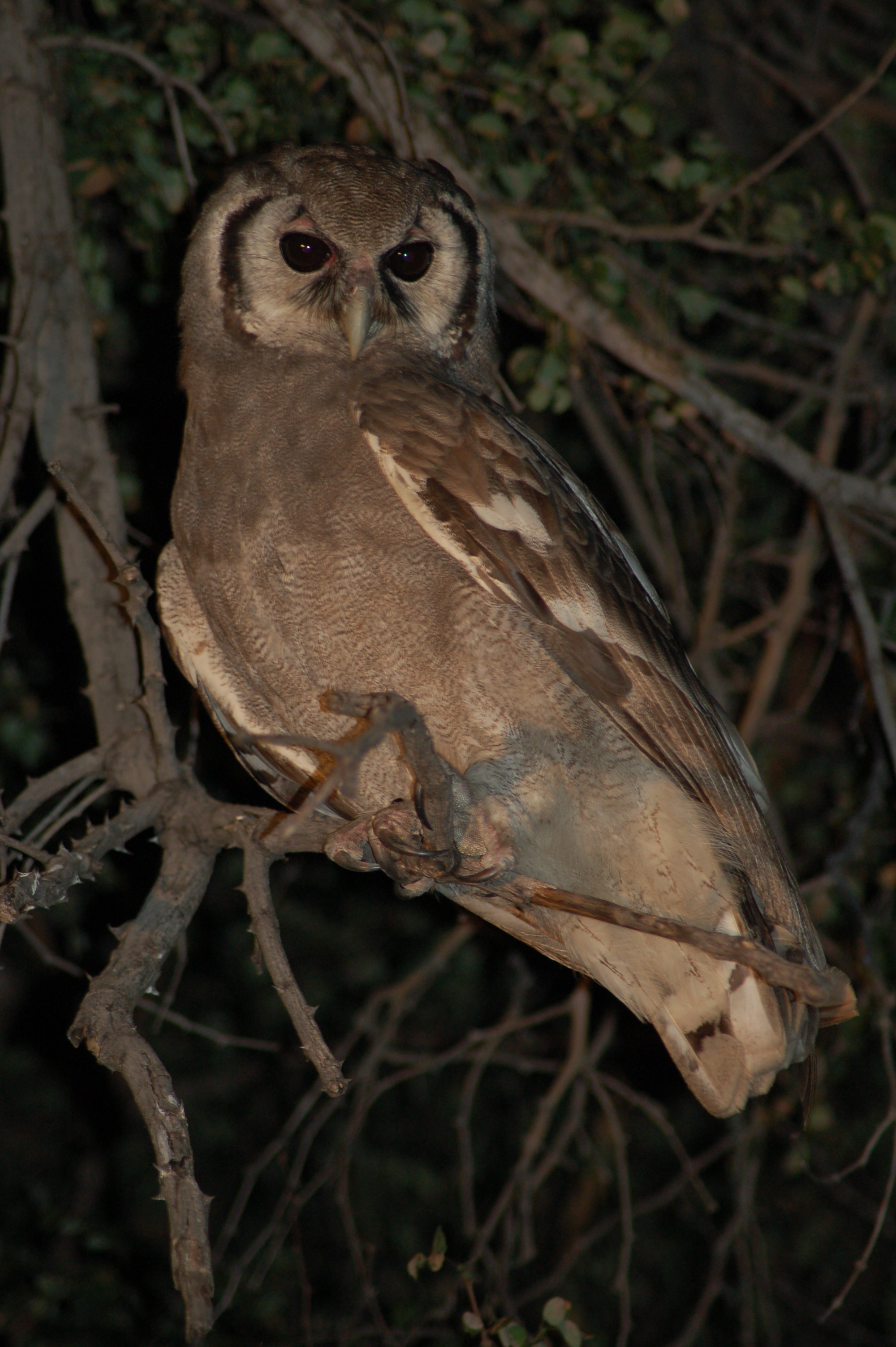 Okavango Delta, Botwana (2791791561)
