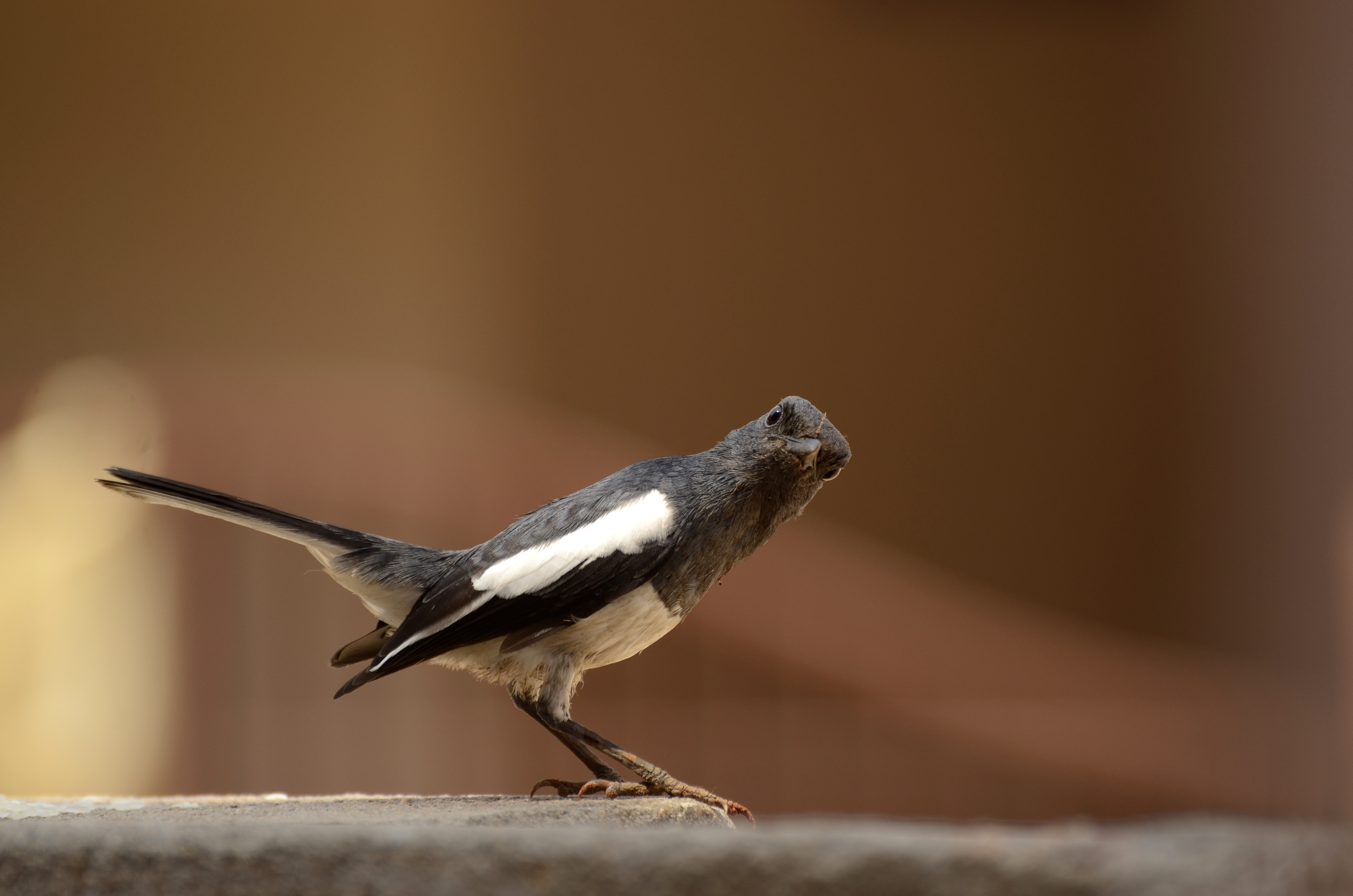 Oriental magpie-robin (Copsychus saularis) from Tiruchirapalli district JEG1051