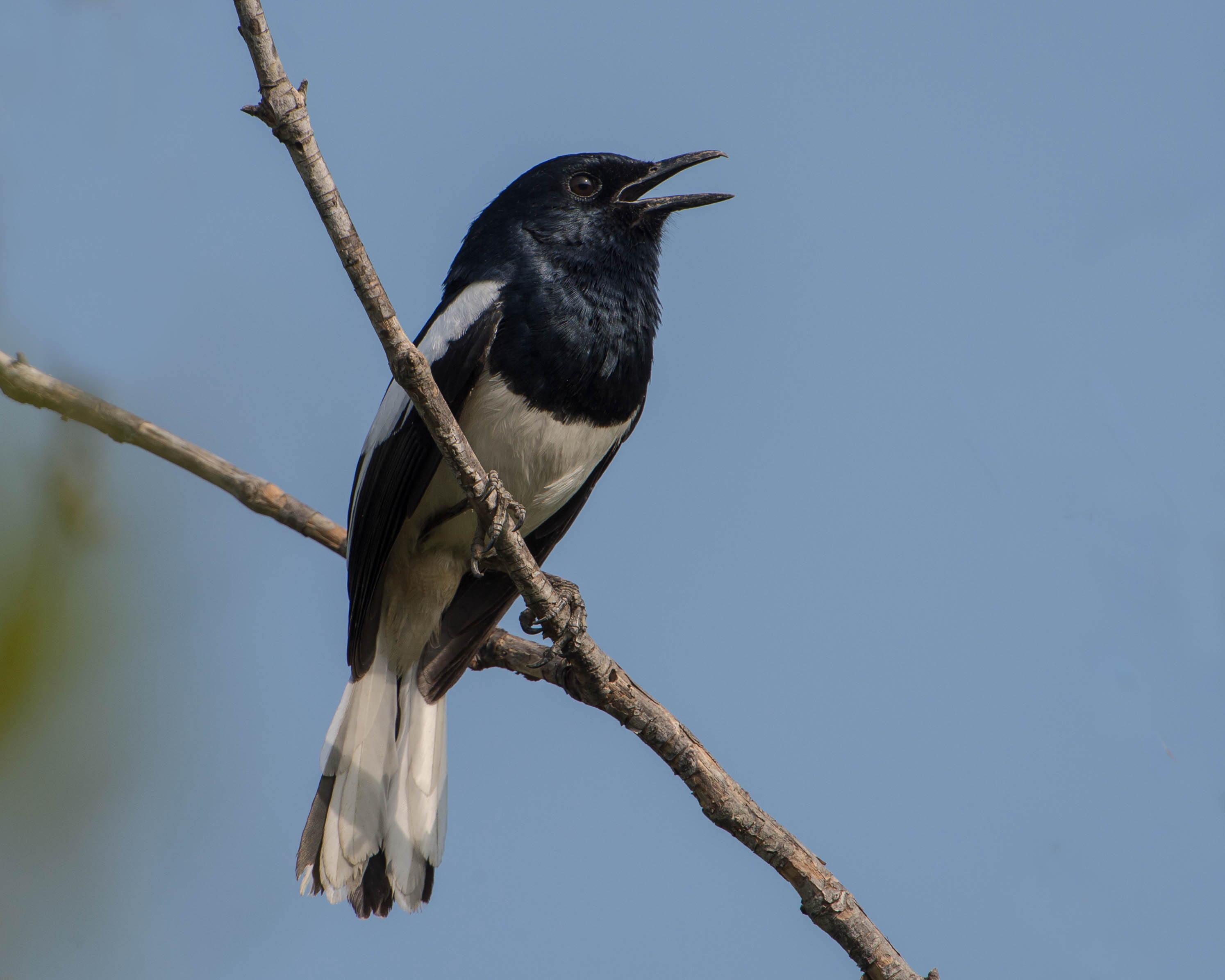 Oriental Magpie-Robin Thailand