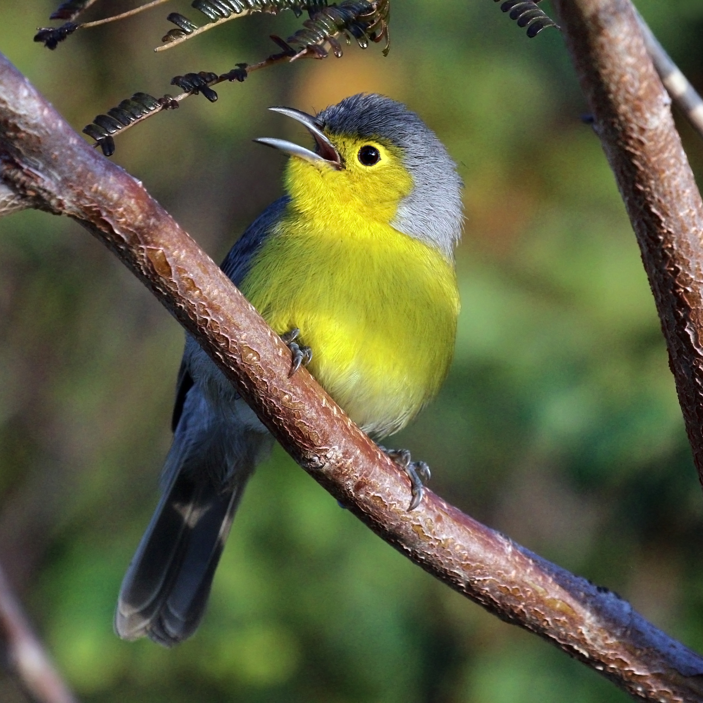 Oriente warbler (Teretistris fornsi)
