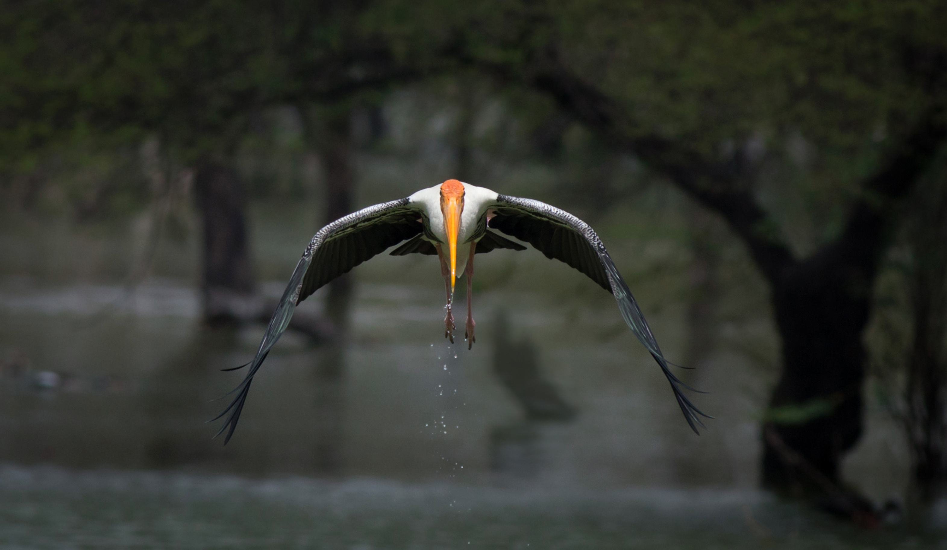 PaintedStork Koonthankulam